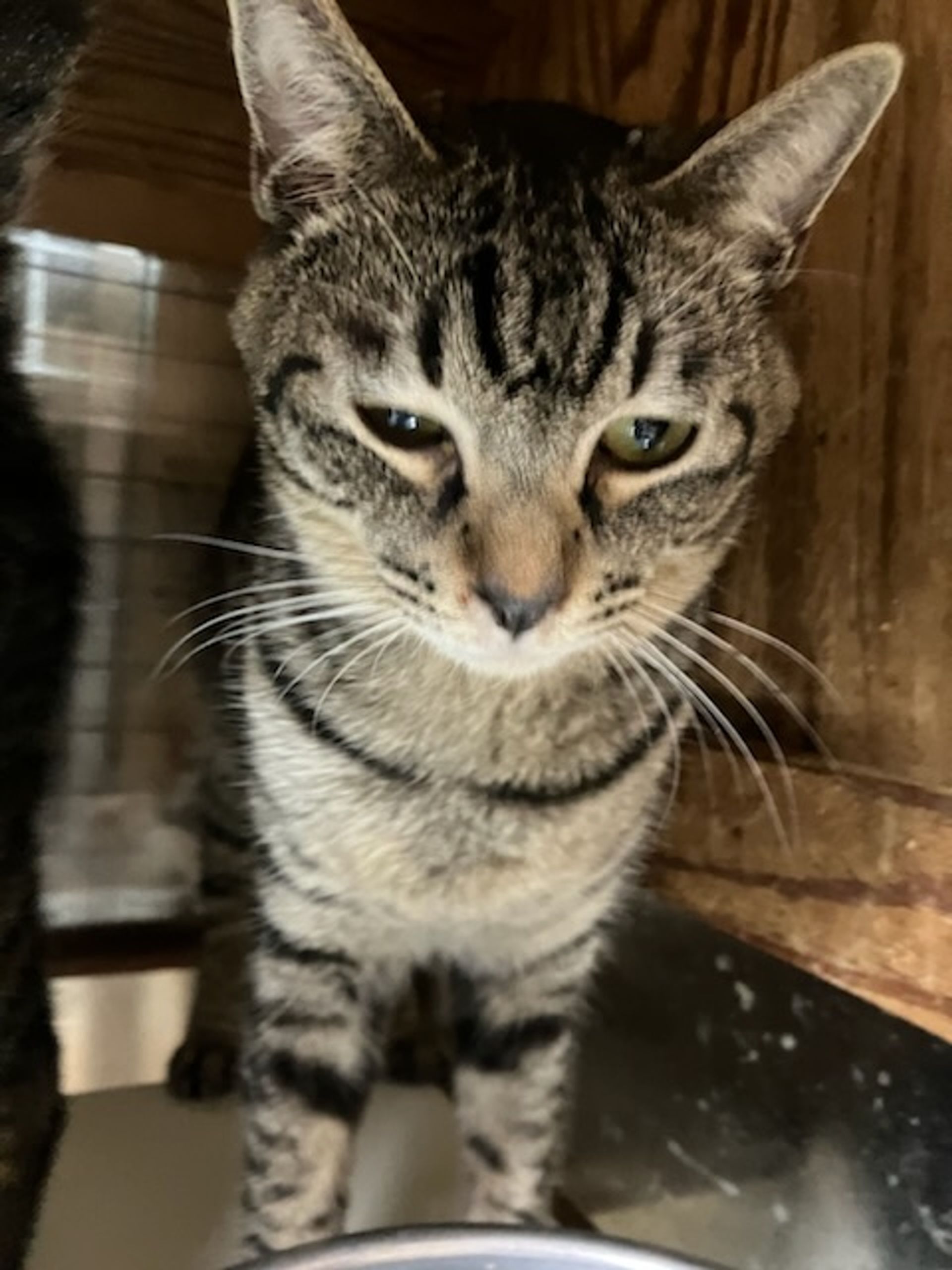 雑種（ミックス猫）・オスの里親募集の写真