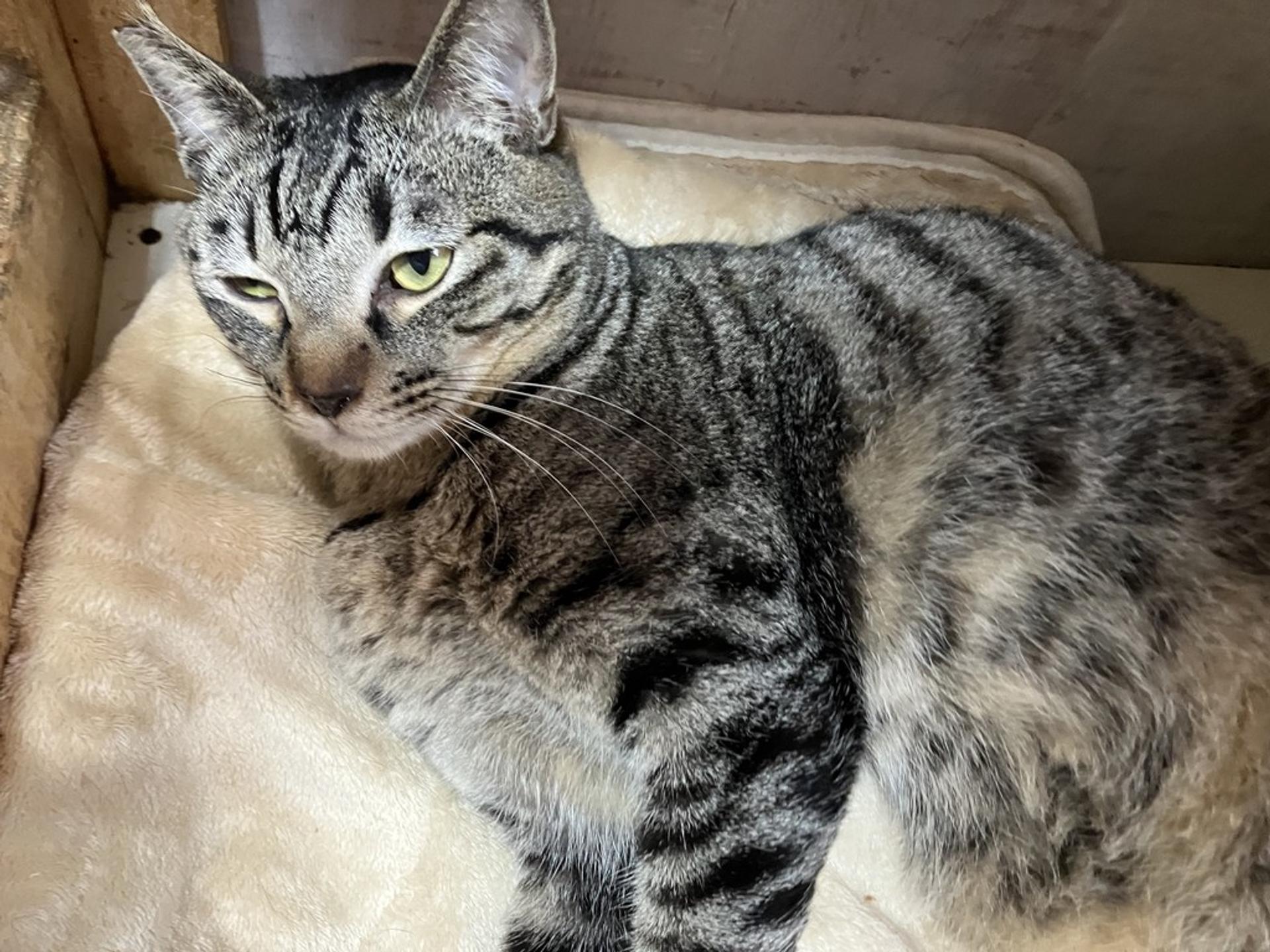 pet-image-2