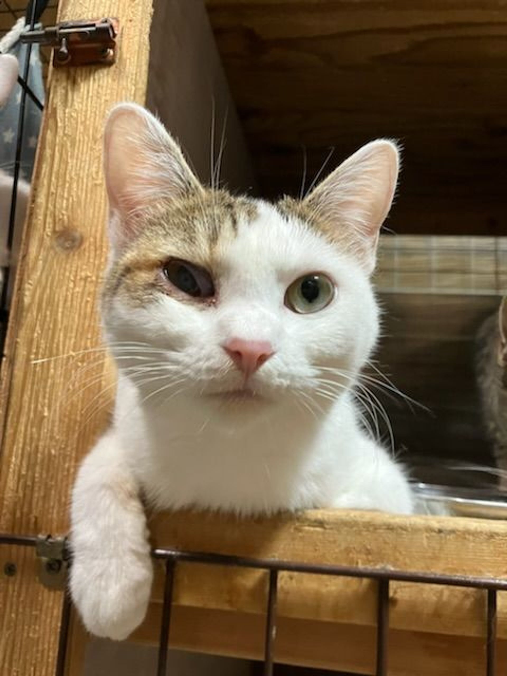雑種（ミックス猫）・メスの里親募集の写真