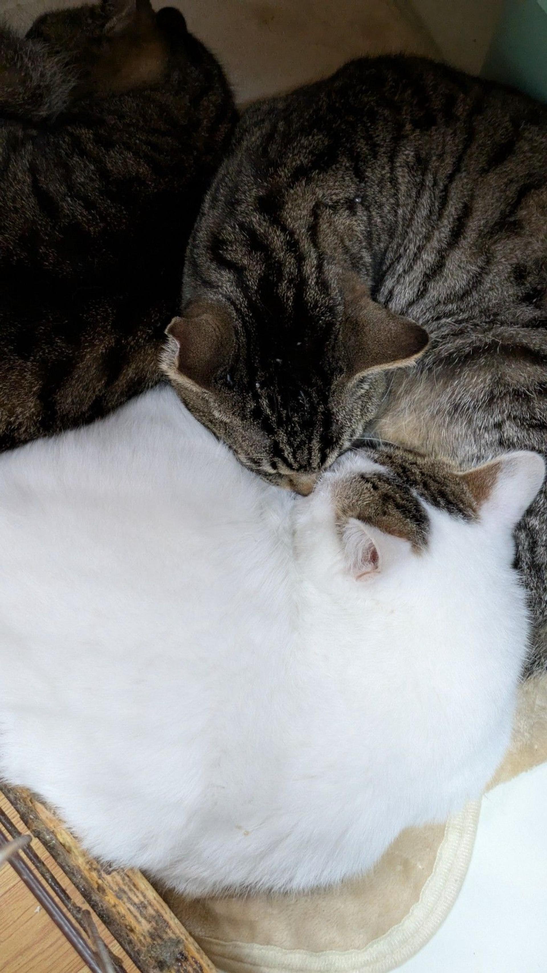 pet-image-4