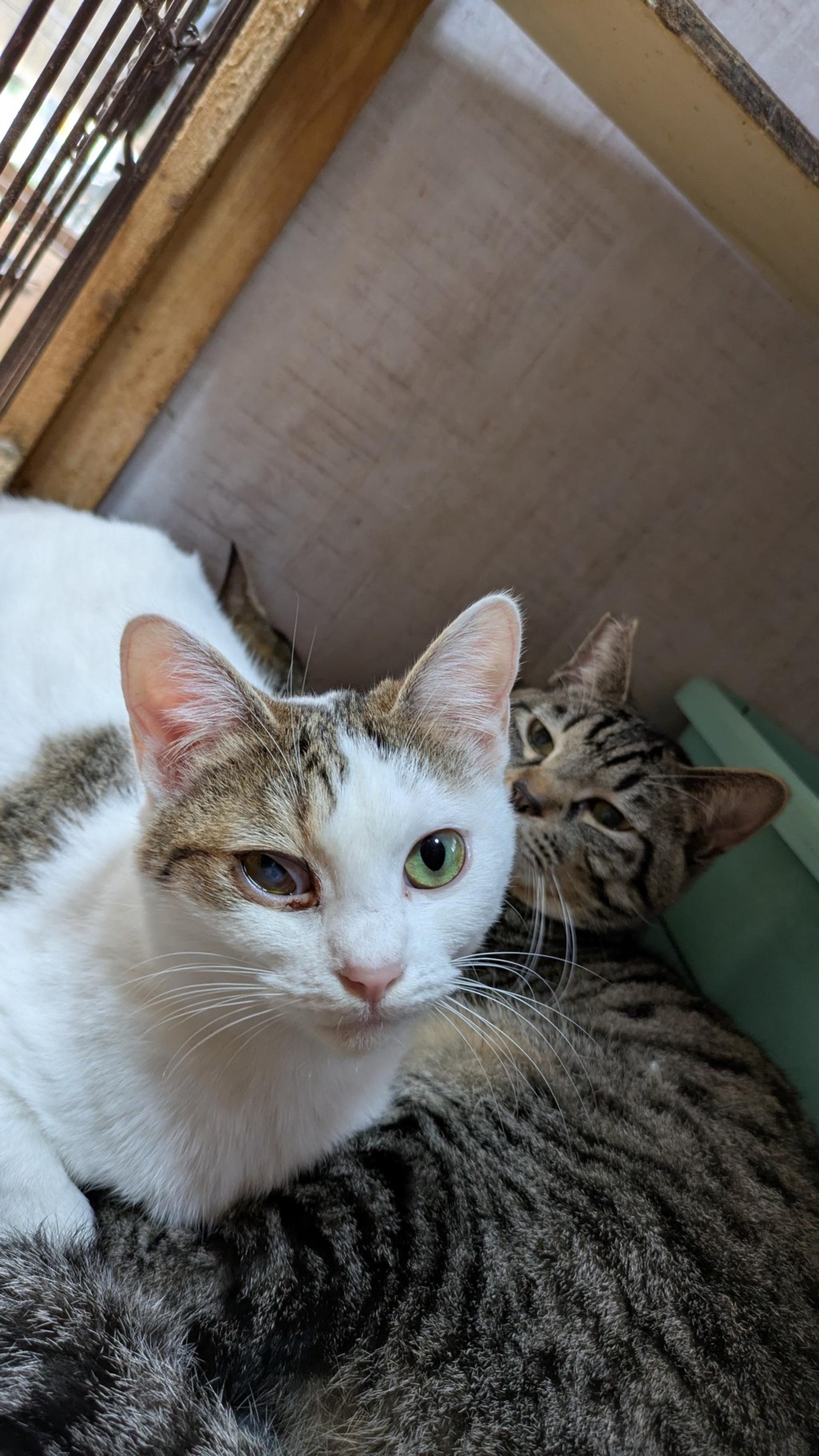 pet-image-5