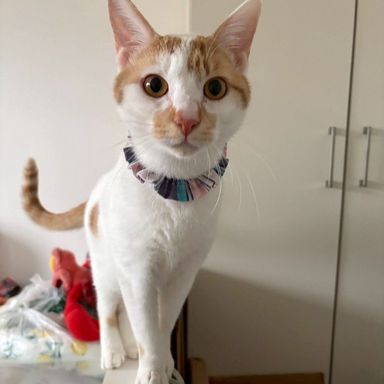 雑種（ミックス猫）・オスの里親募集の写真