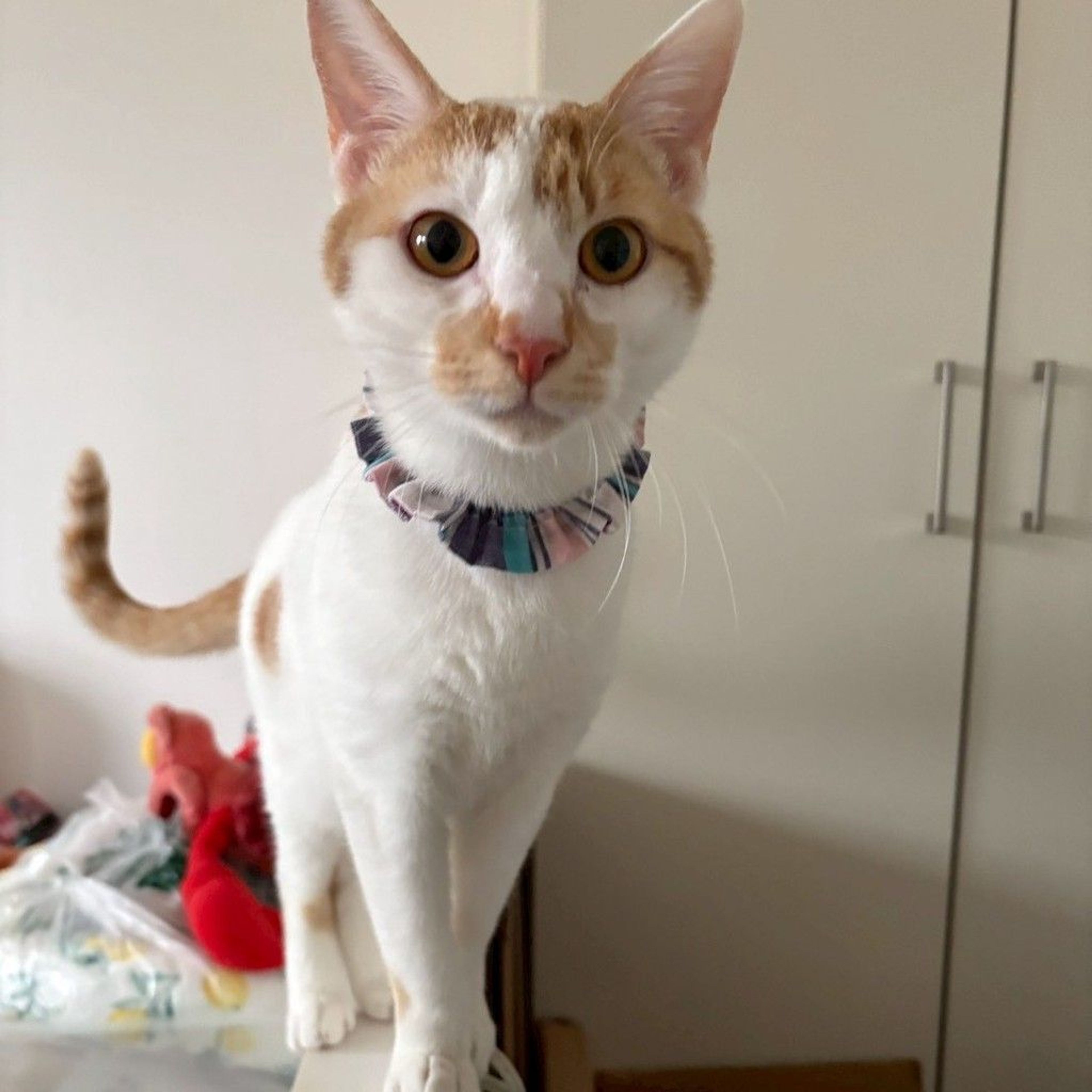 雑種（ミックス猫）・オスの里親募集の写真