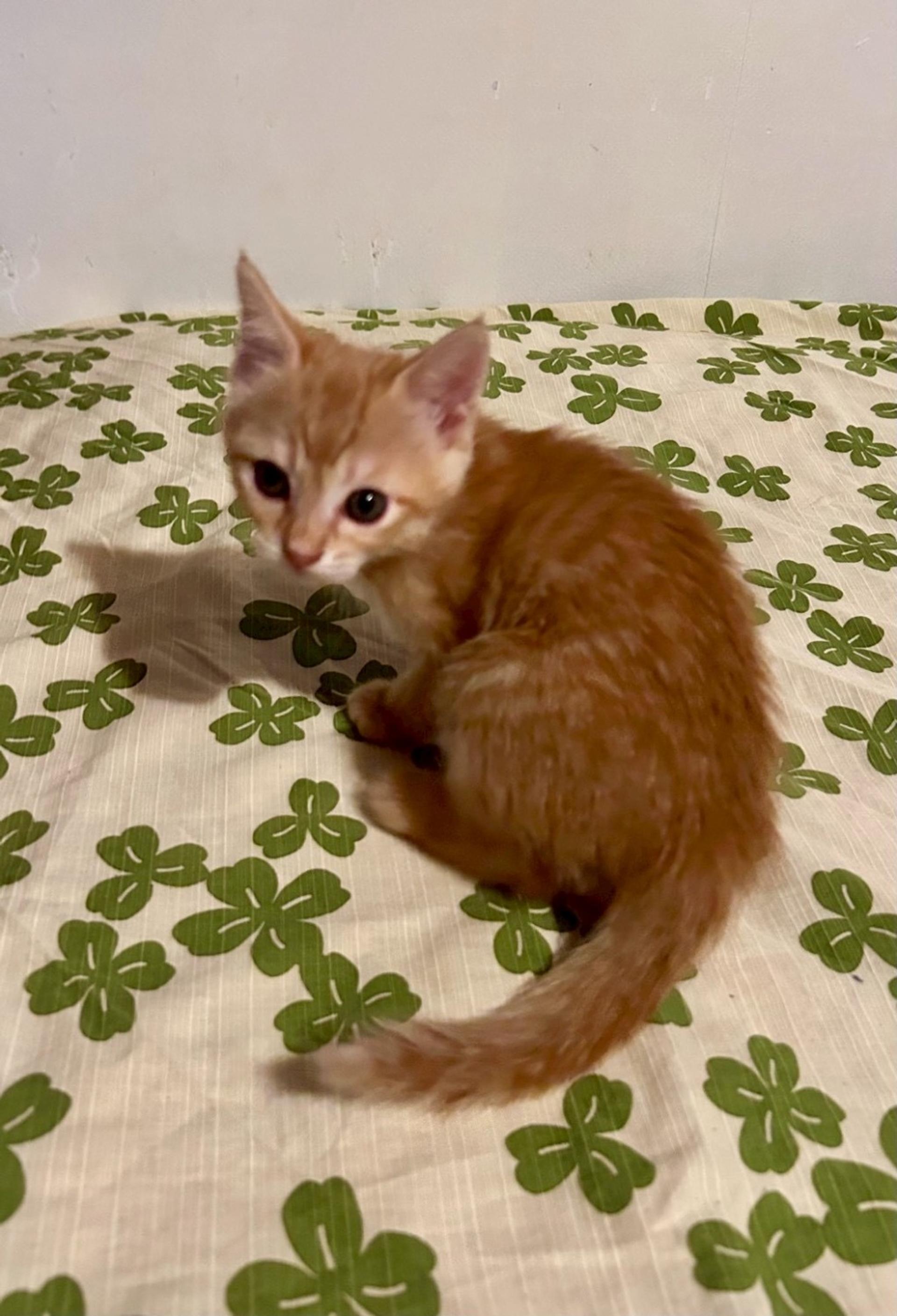 pet-image-3