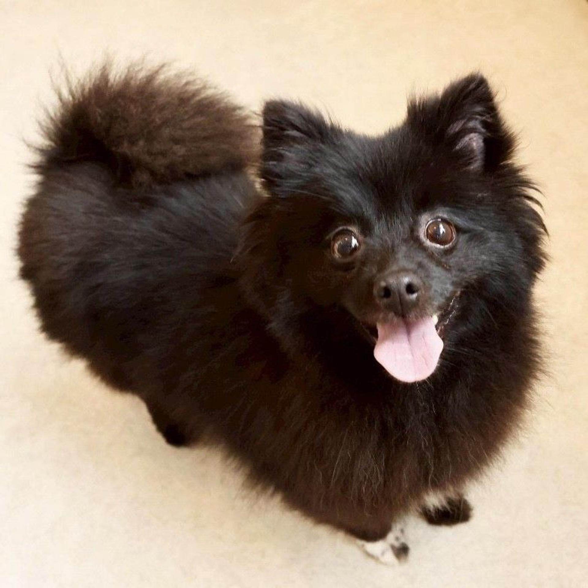 pet-image-2