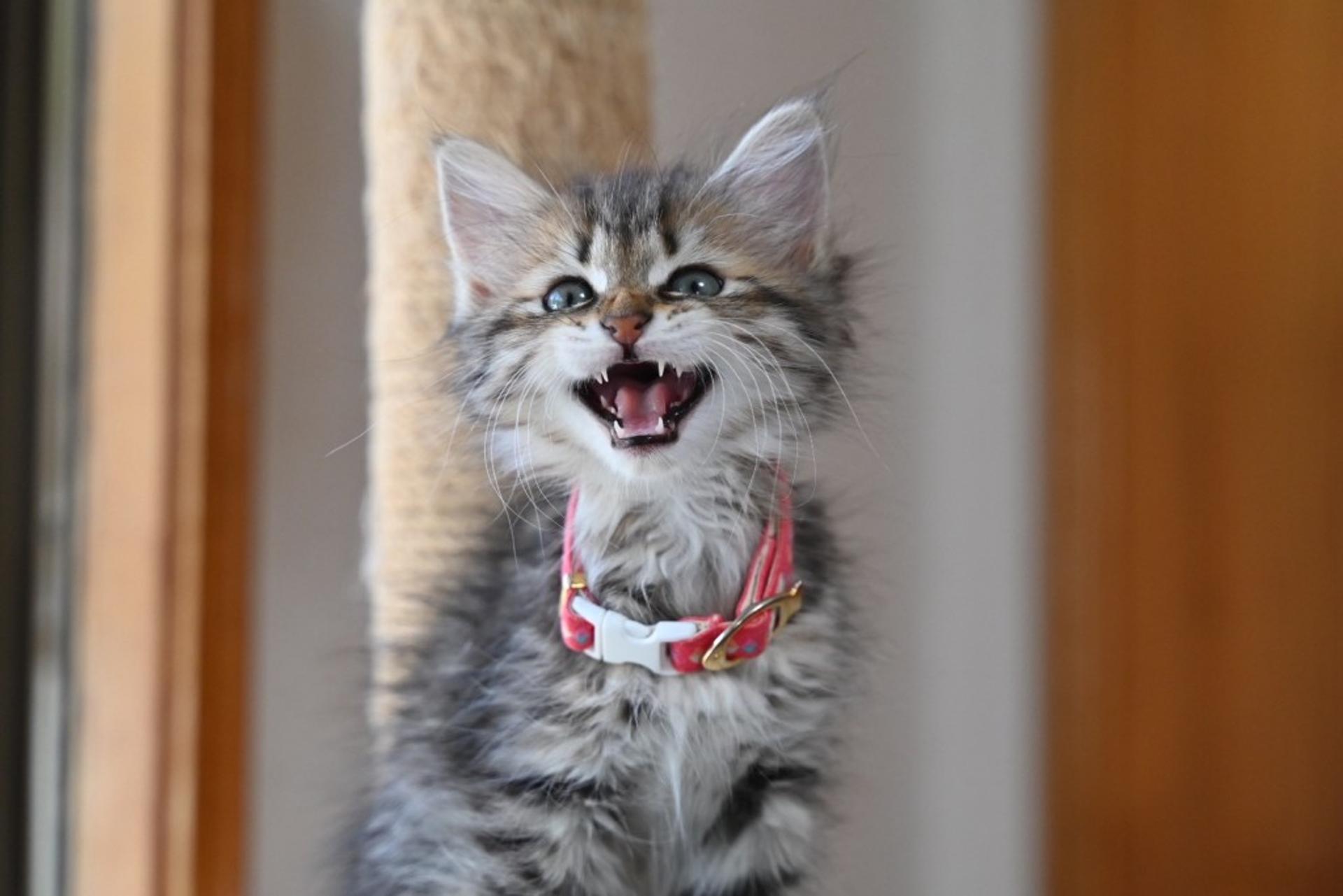 pet-image-4