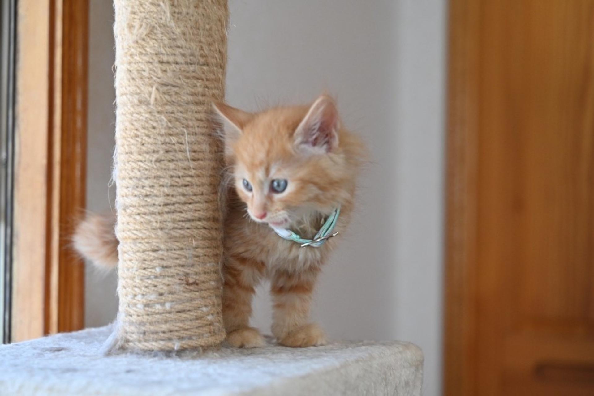 pet-image-4