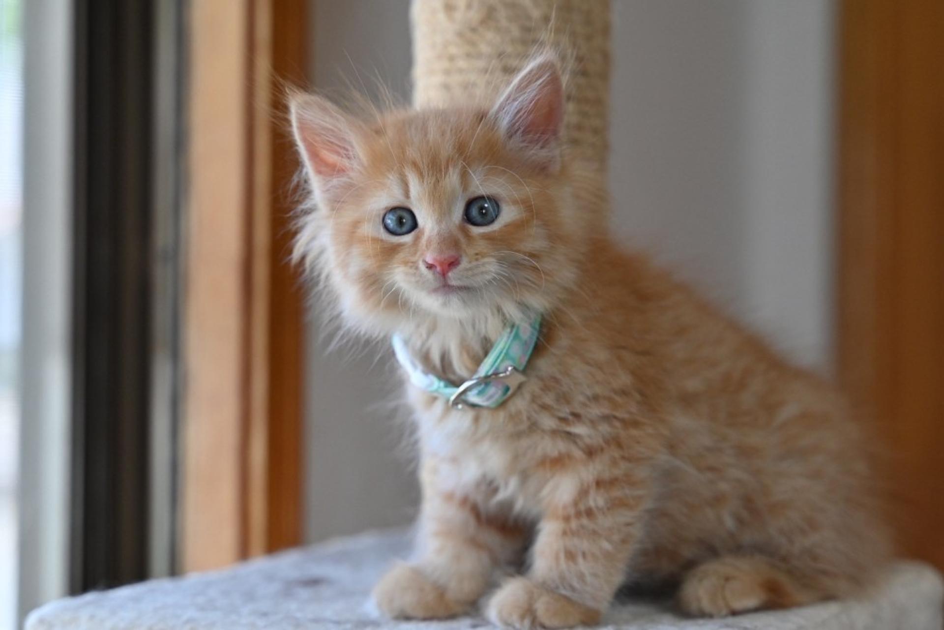 pet-image-5