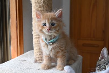 ミル