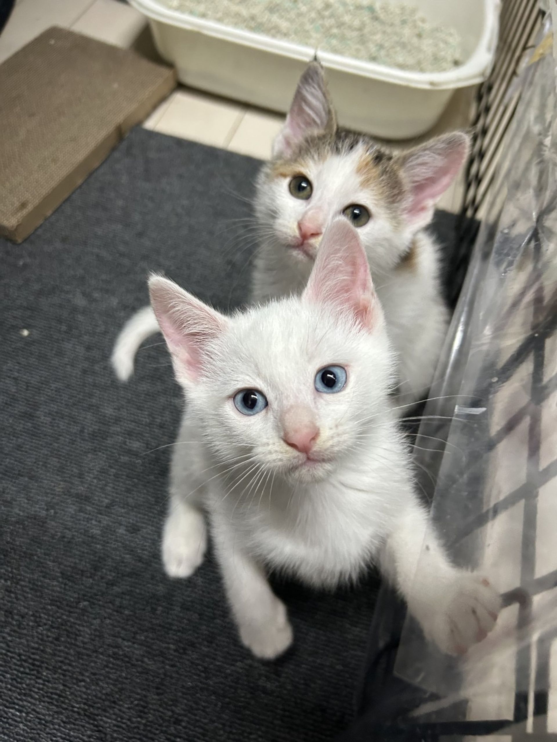 雑種（ミックス猫）・オスの里親募集の写真