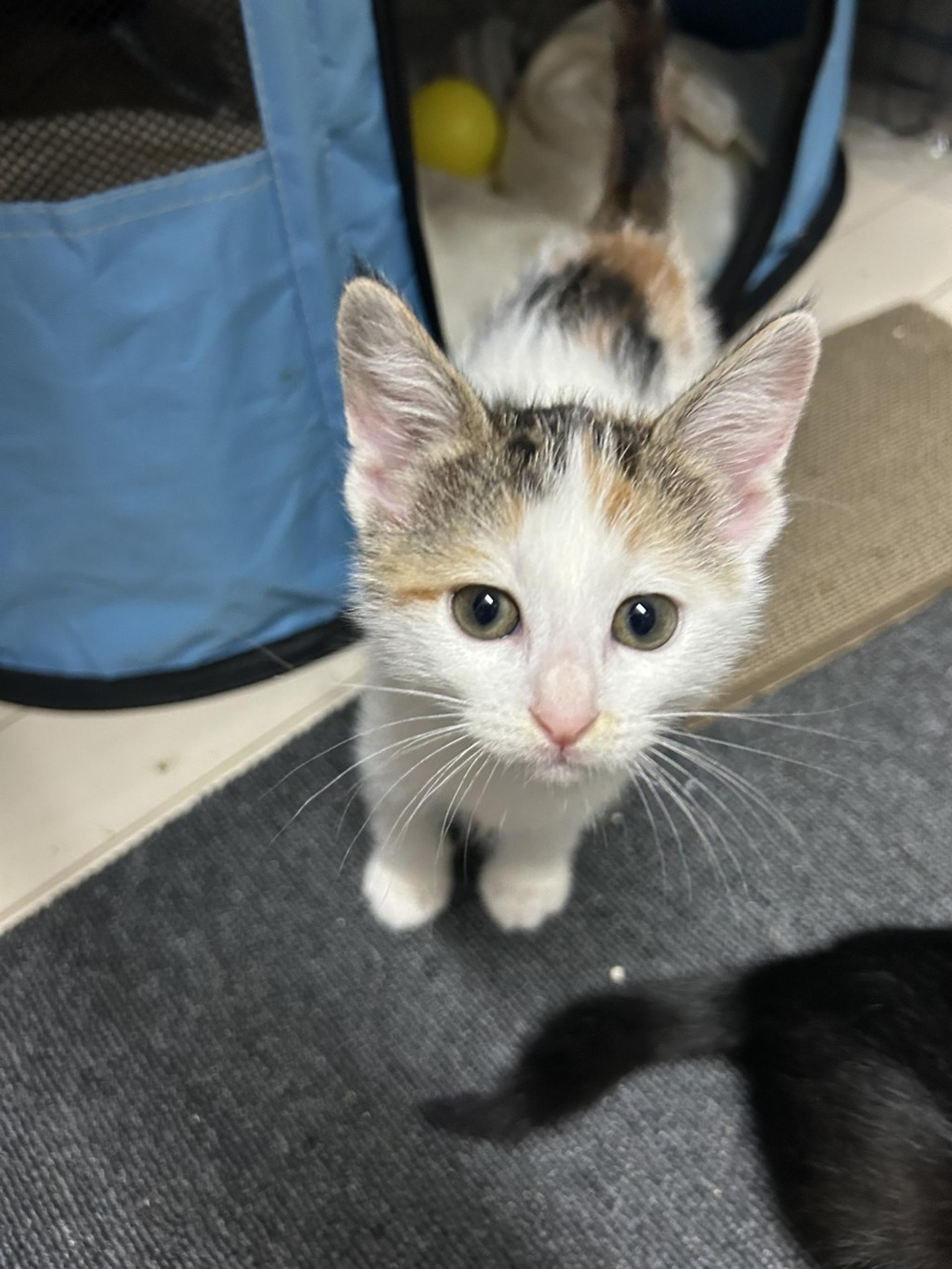 pet-image-2