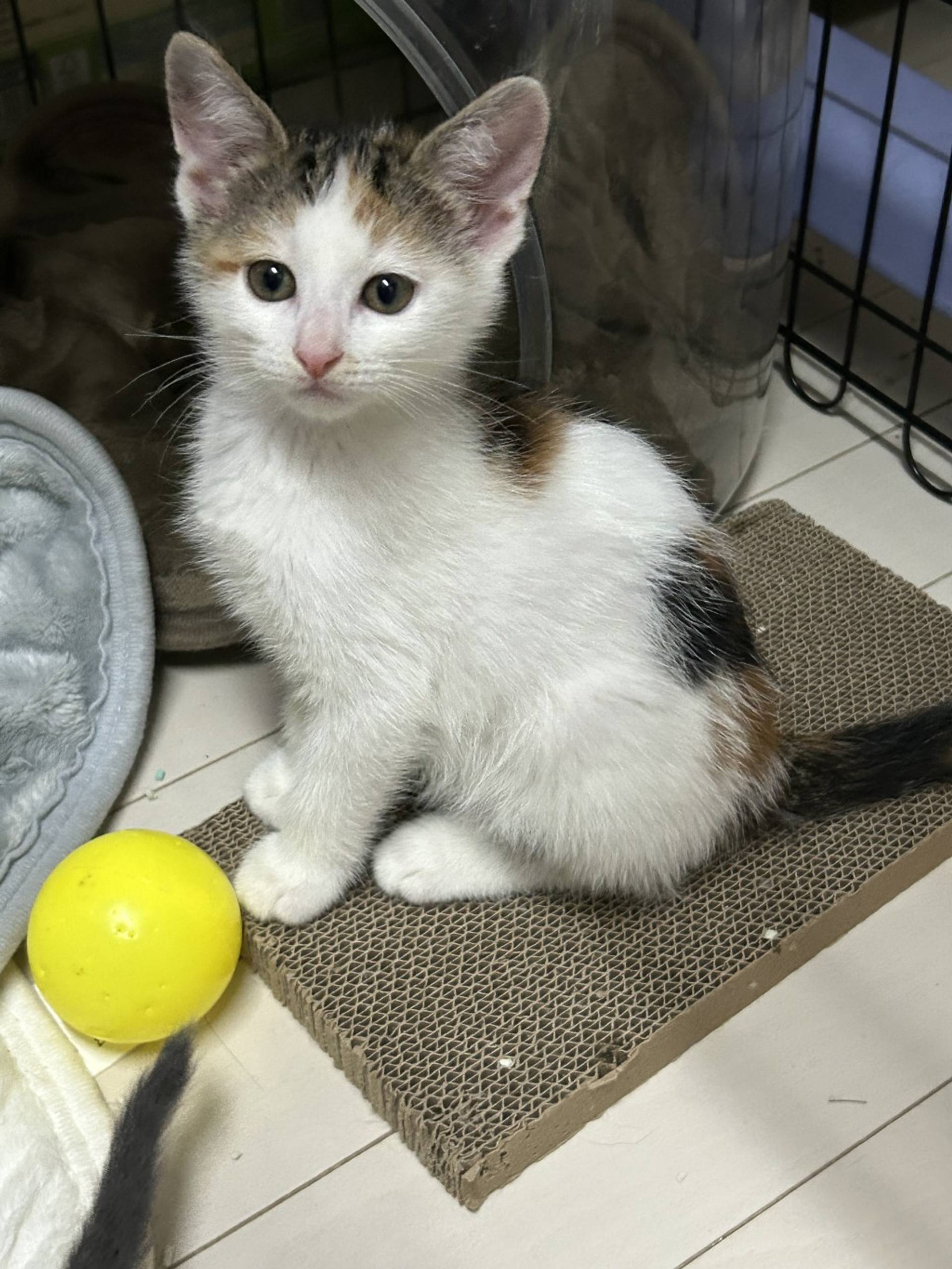 雑種（ミックス猫）・メスの里親募集の写真