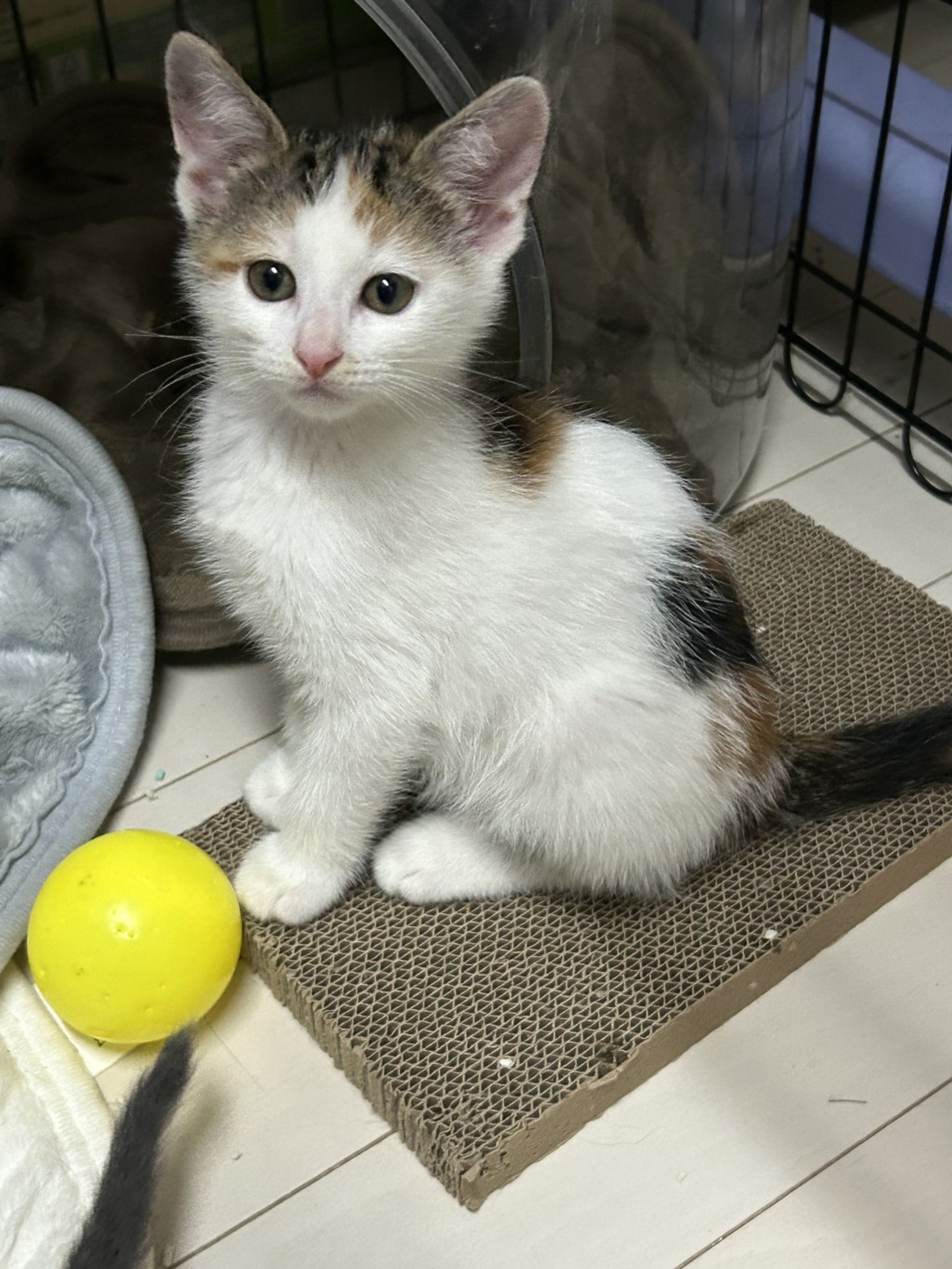 雑種（ミックス猫）・メスの里親募集の写真