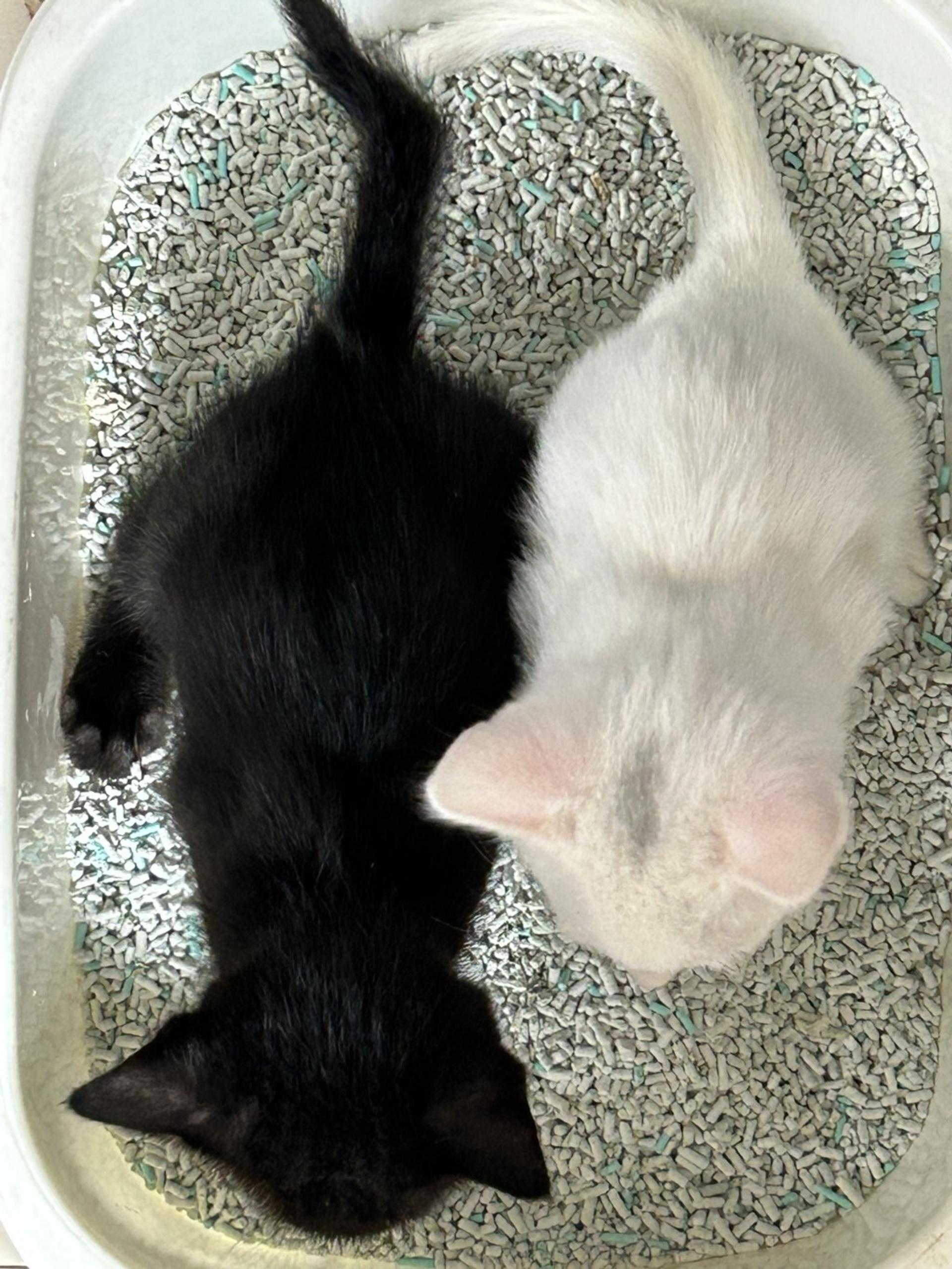 pet-image-4