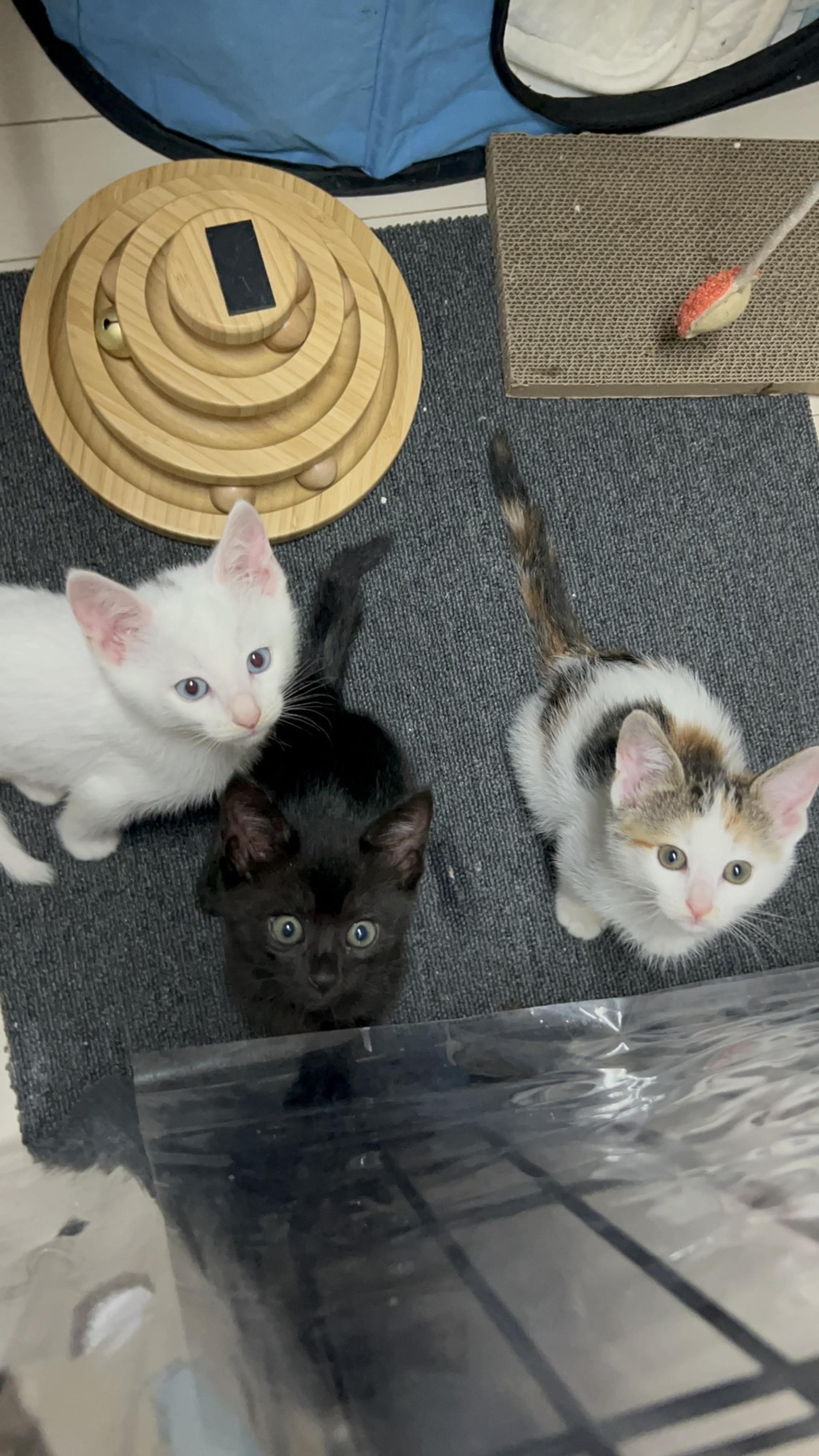 pet-image-3