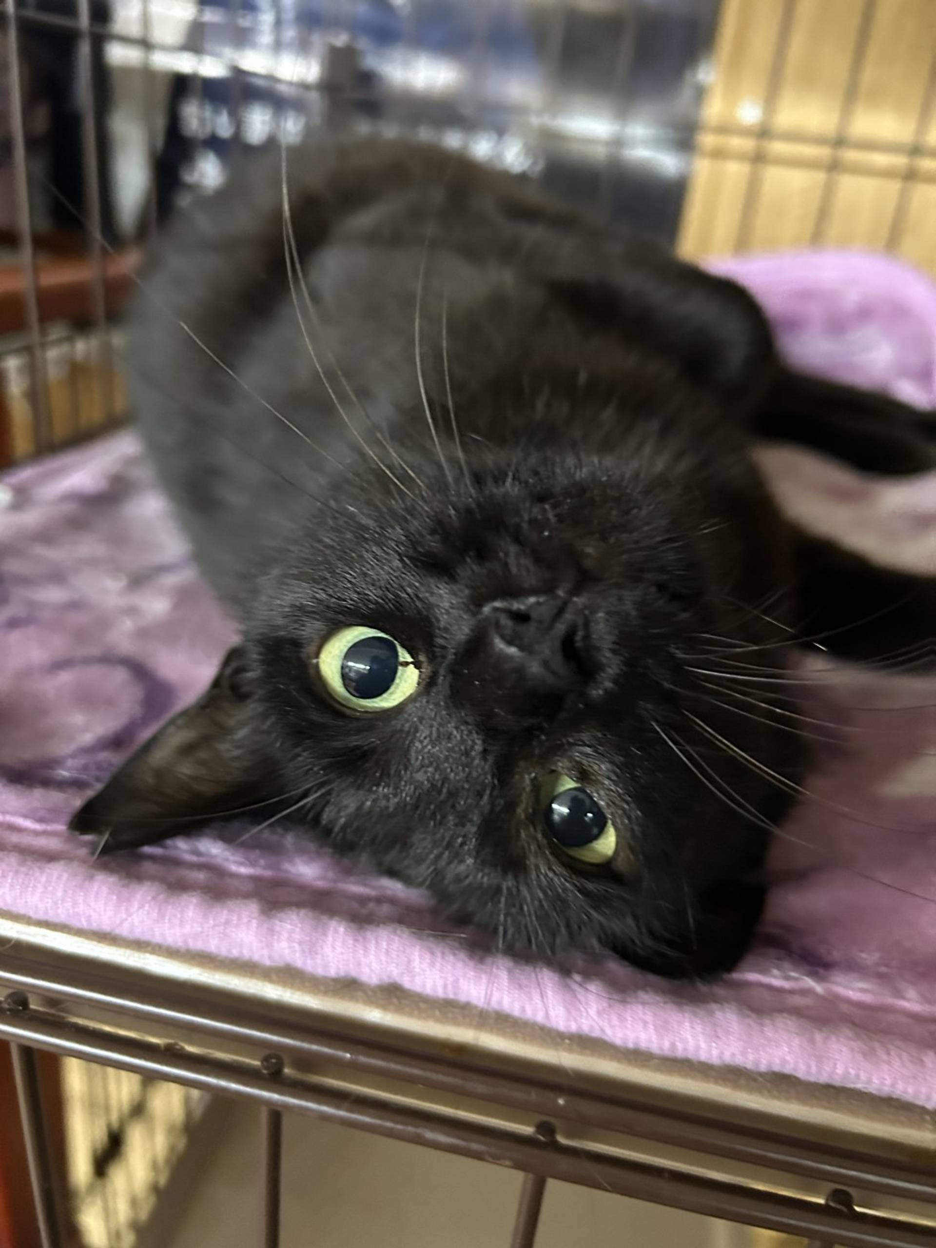 雑種（ミックス猫）・メスの里親募集の写真