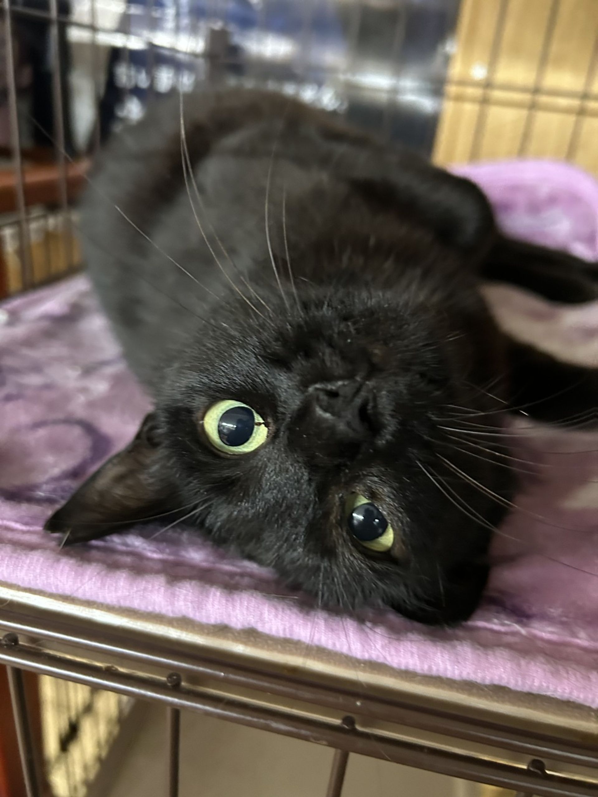 雑種（ミックス猫）・メスの里親募集の写真