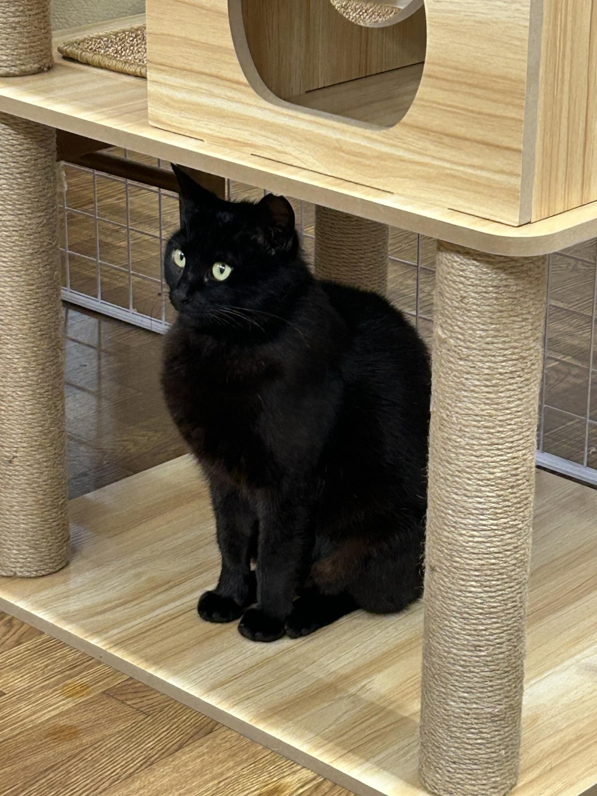 pet-image-2