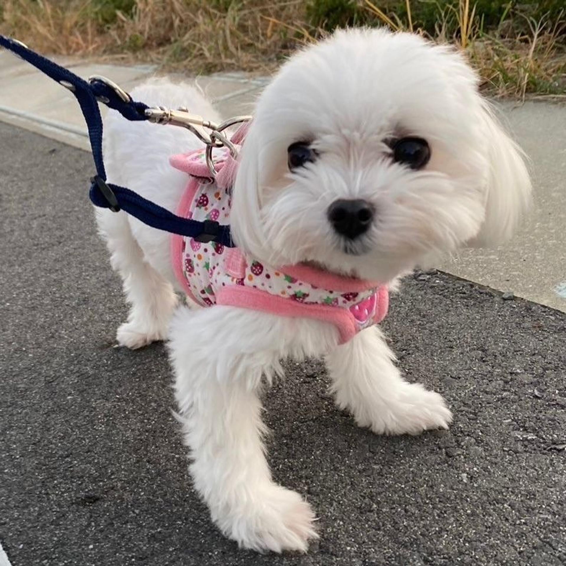 pet-image-3