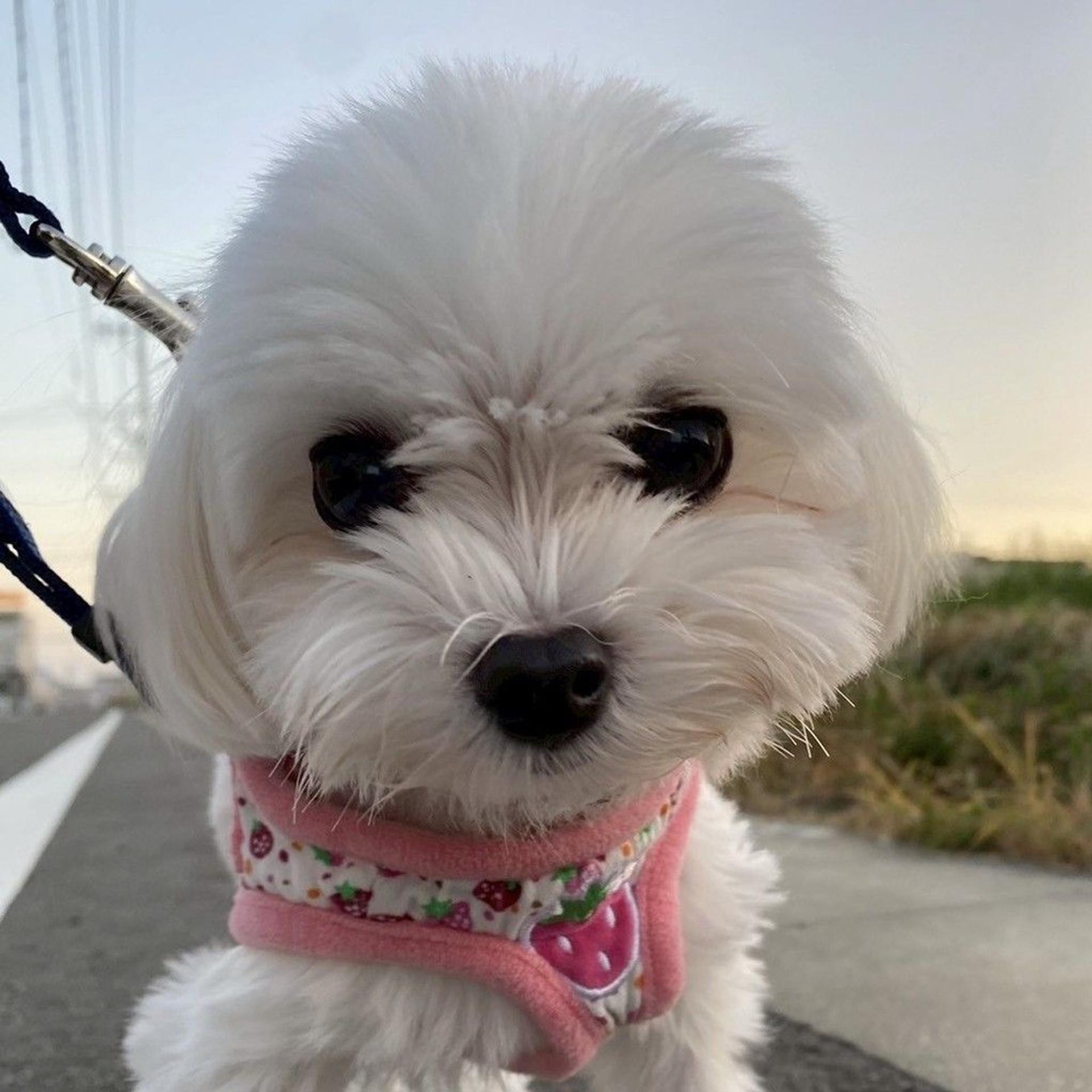 pet-image-2