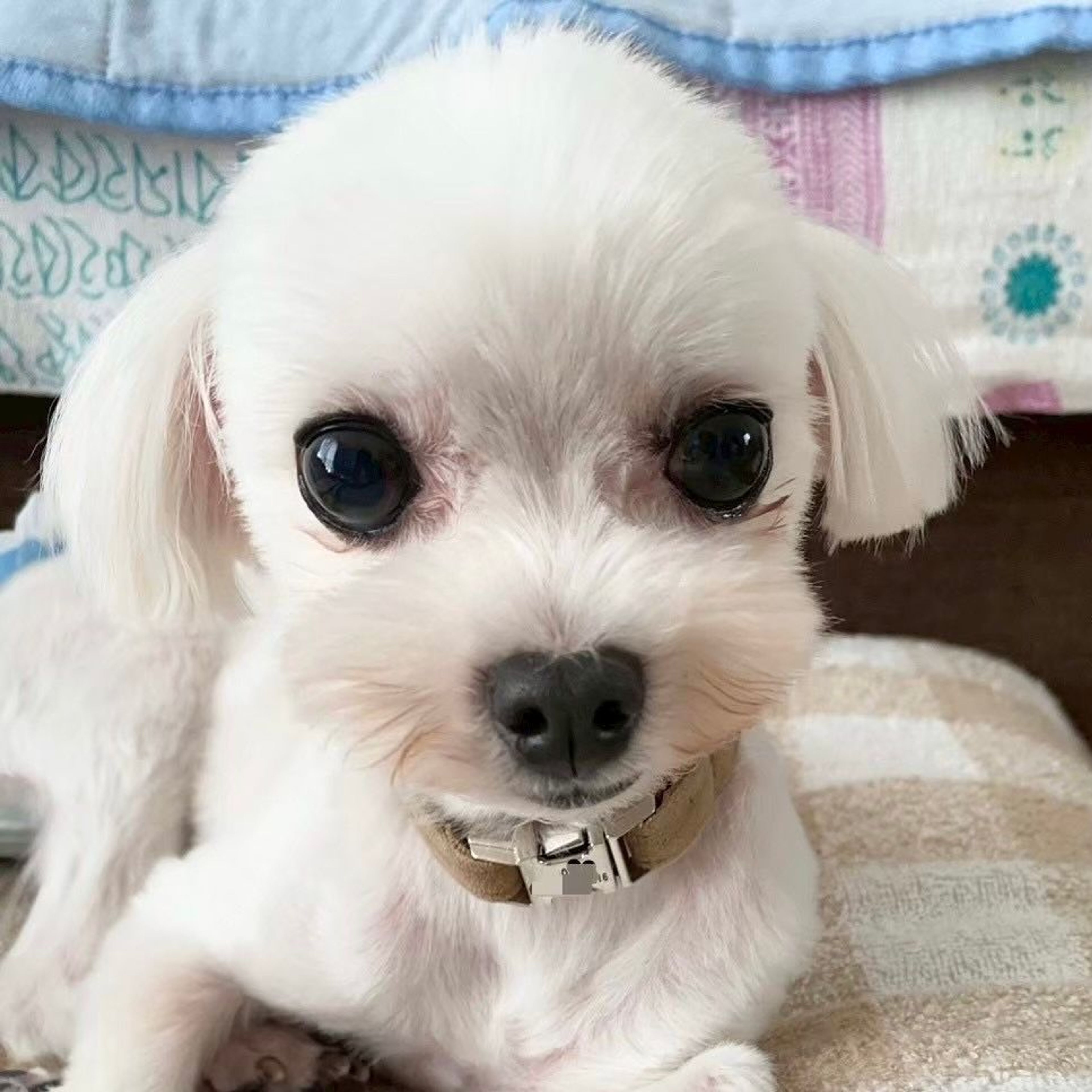 マルチーズ・メスの里親募集の写真