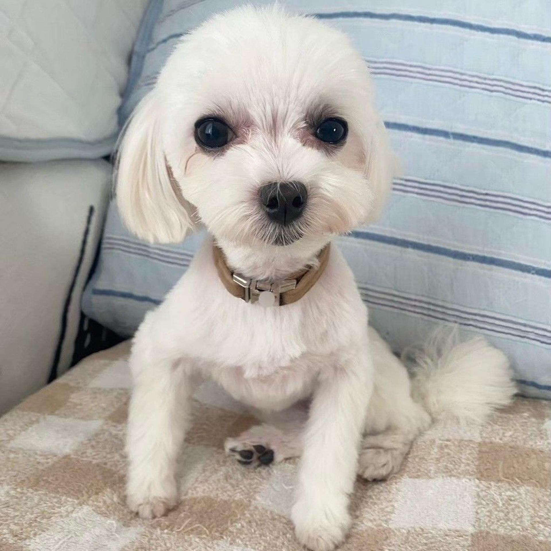 pet-image-4