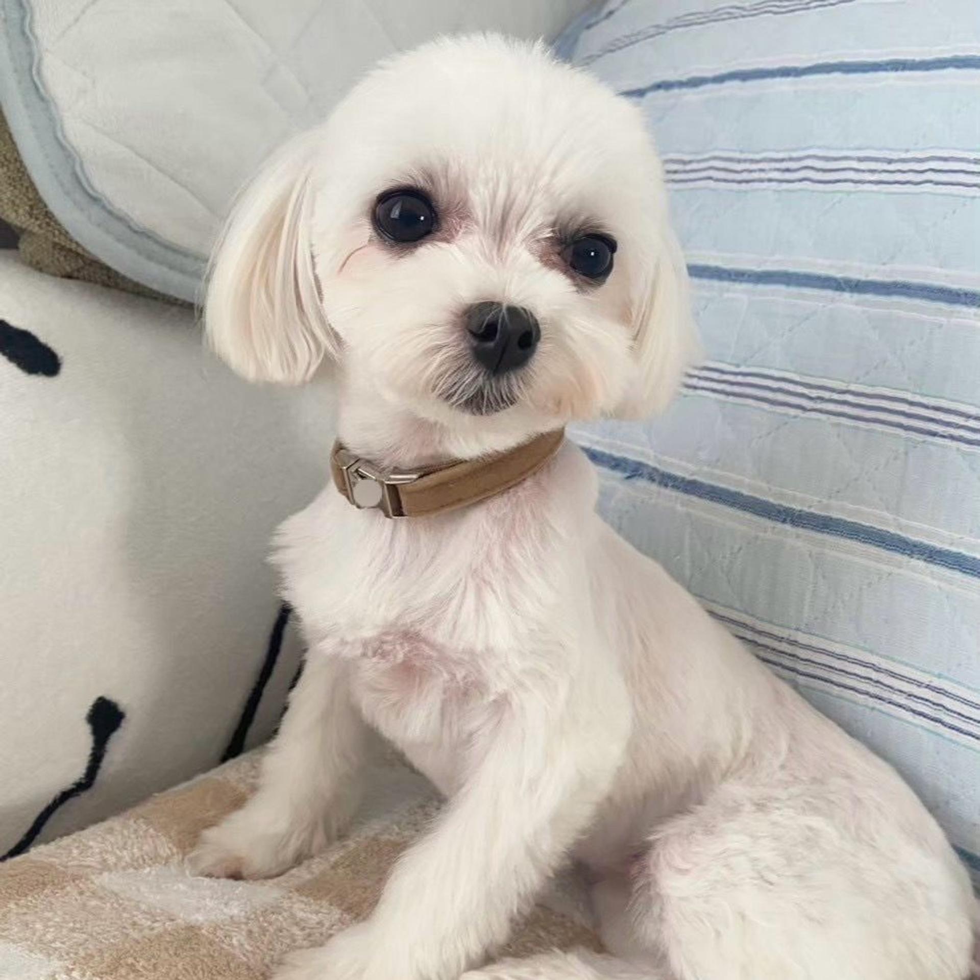 pet-image-7