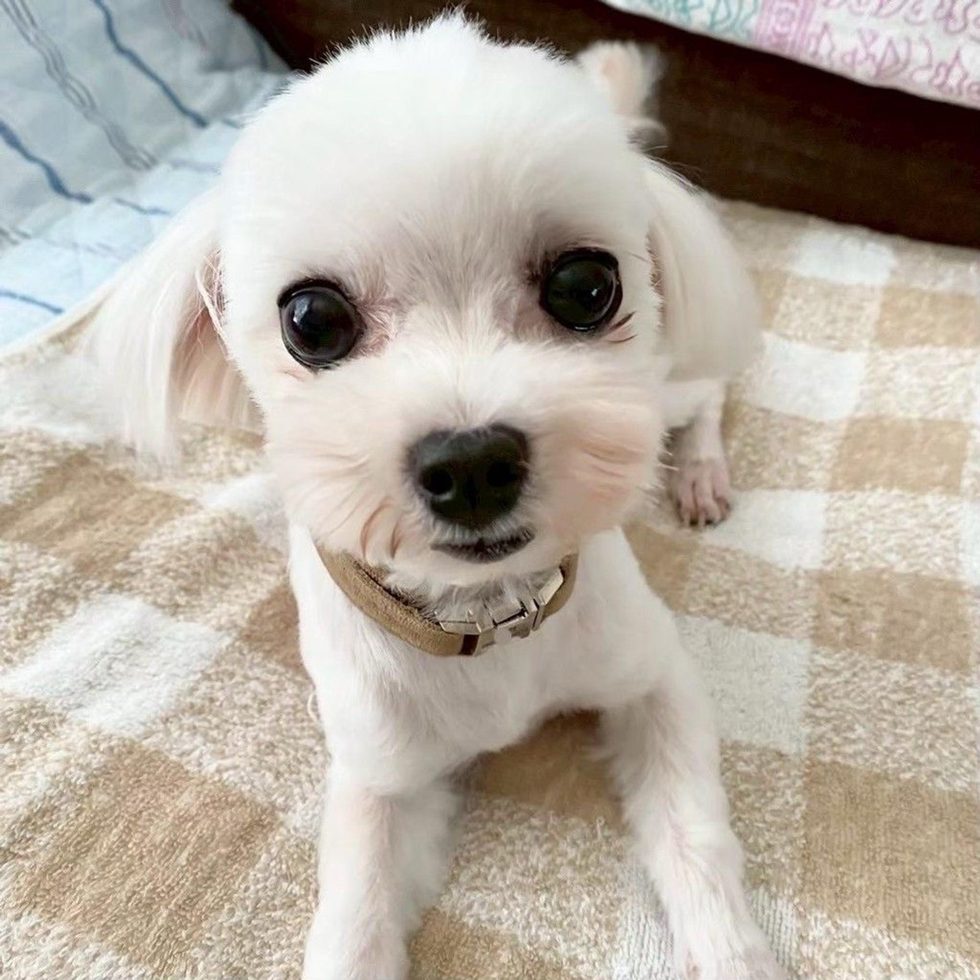 pet-image-6
