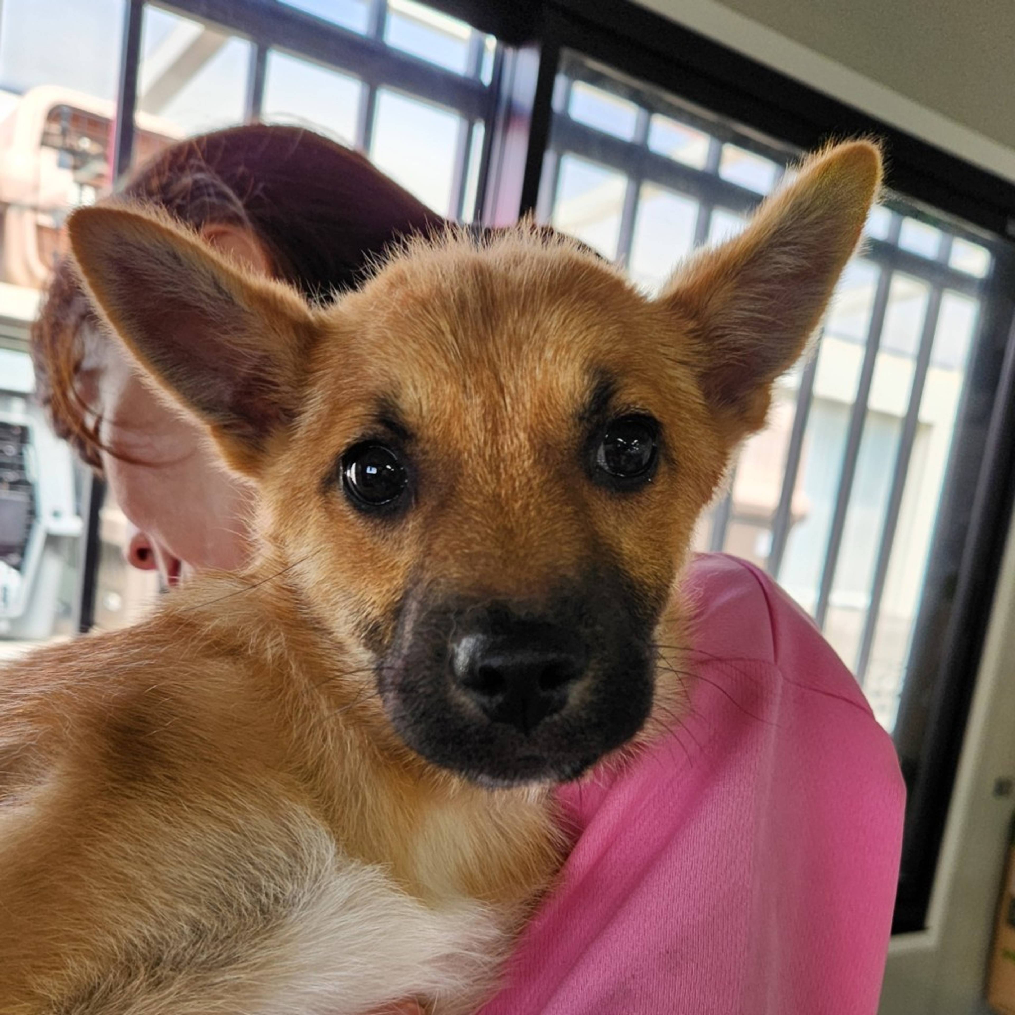 柴犬・オスの里親募集の写真