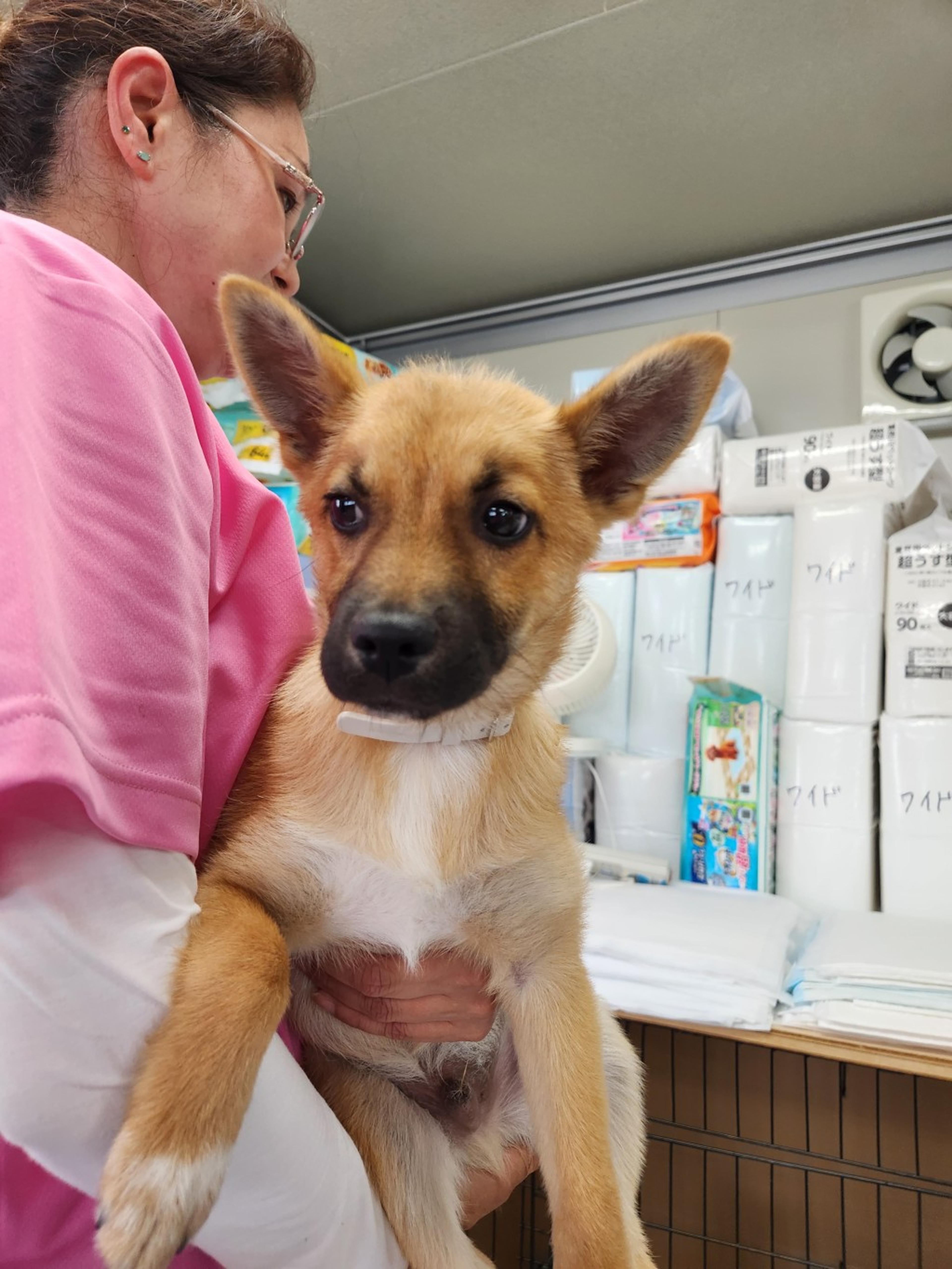 pet-image-2