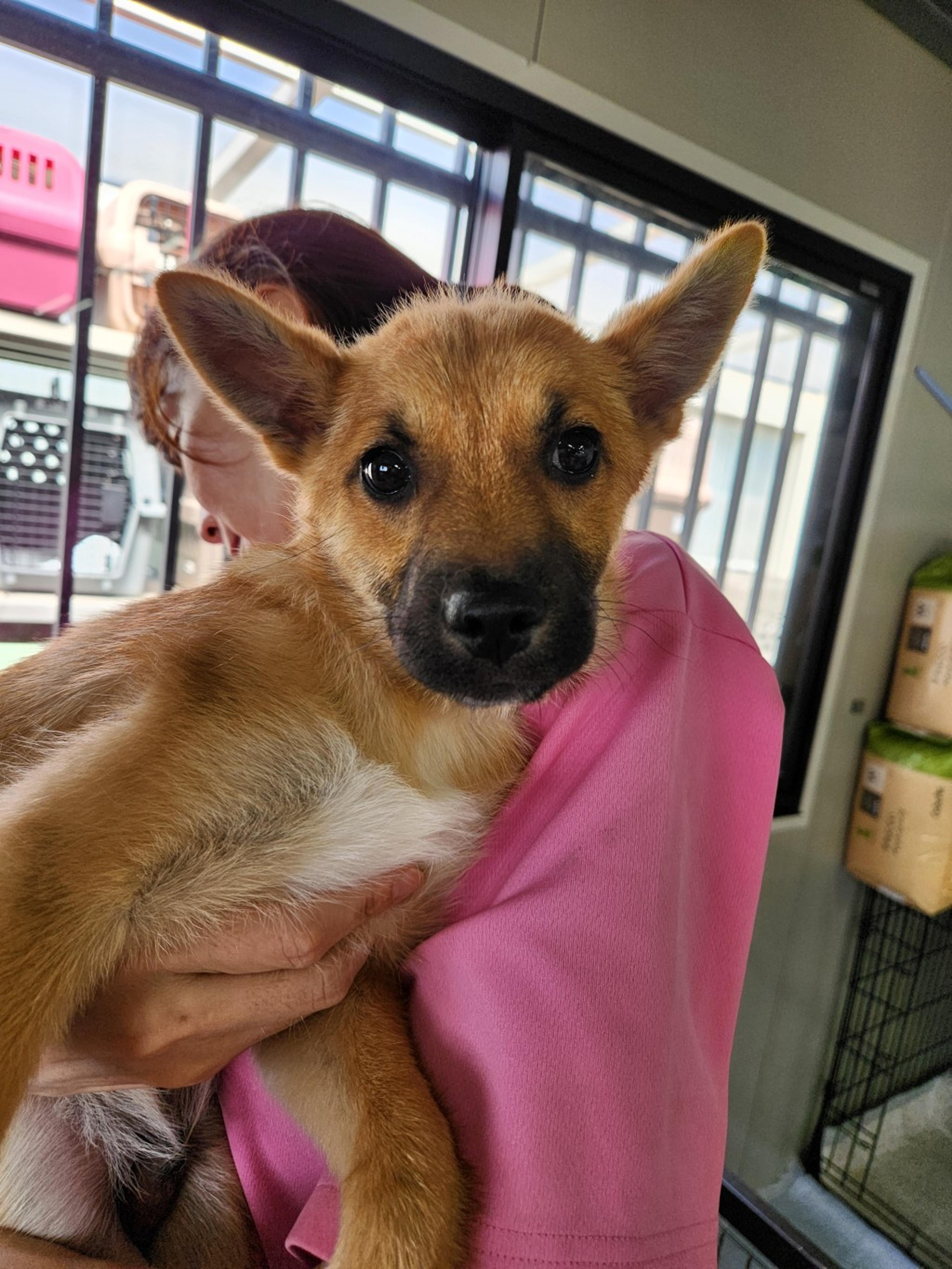 pet-image-3