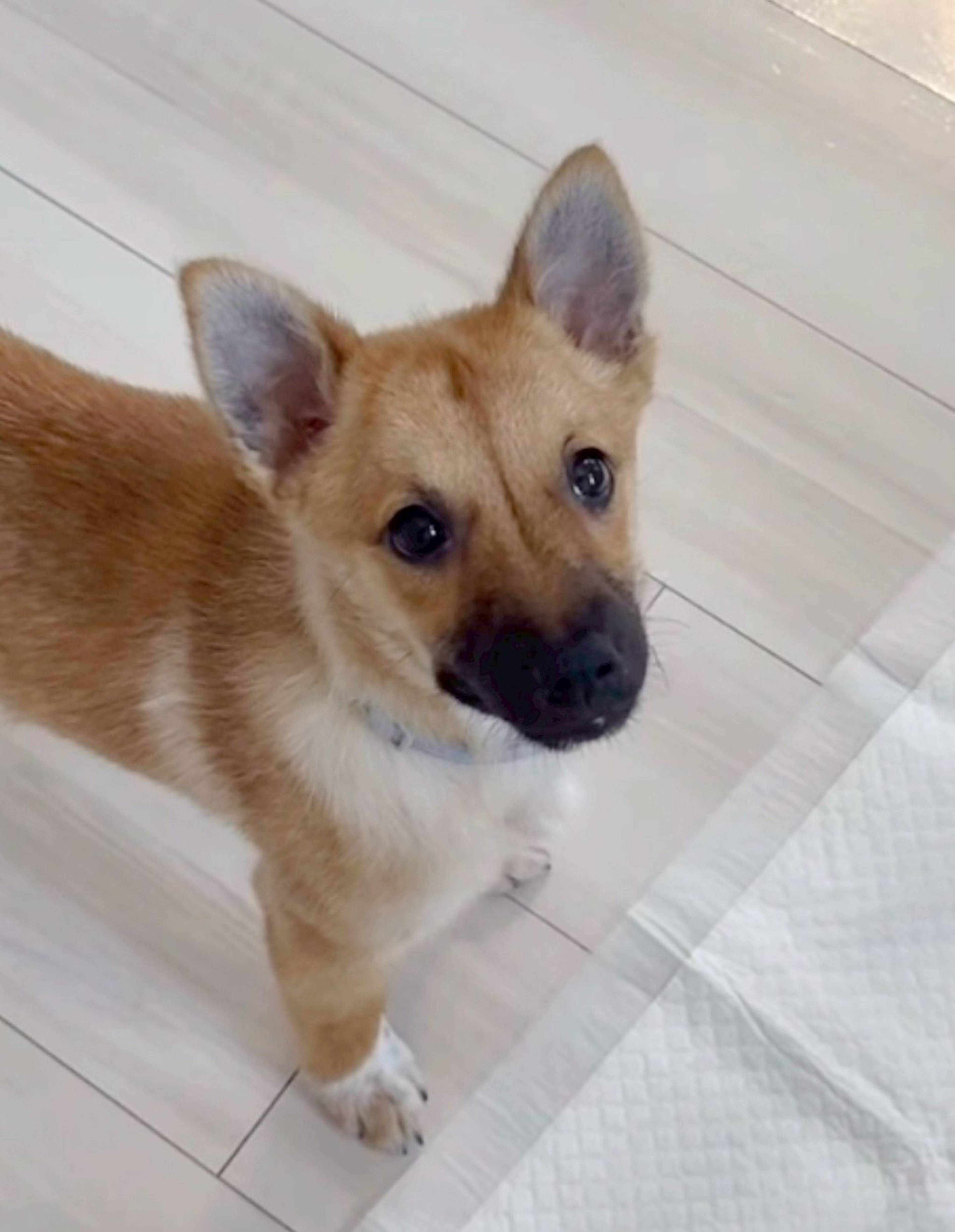 柴犬・メスの里親募集の写真