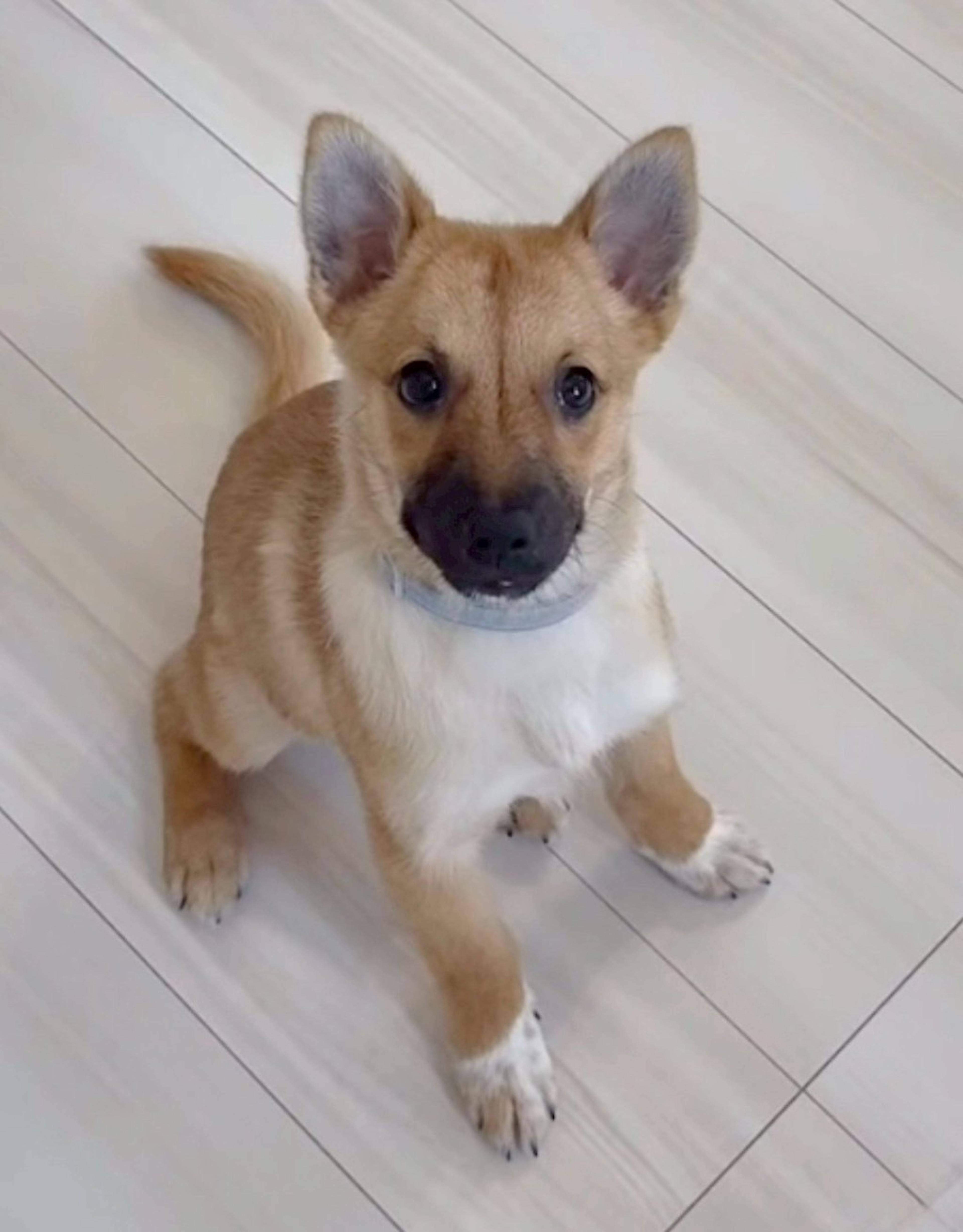 pet-image-3