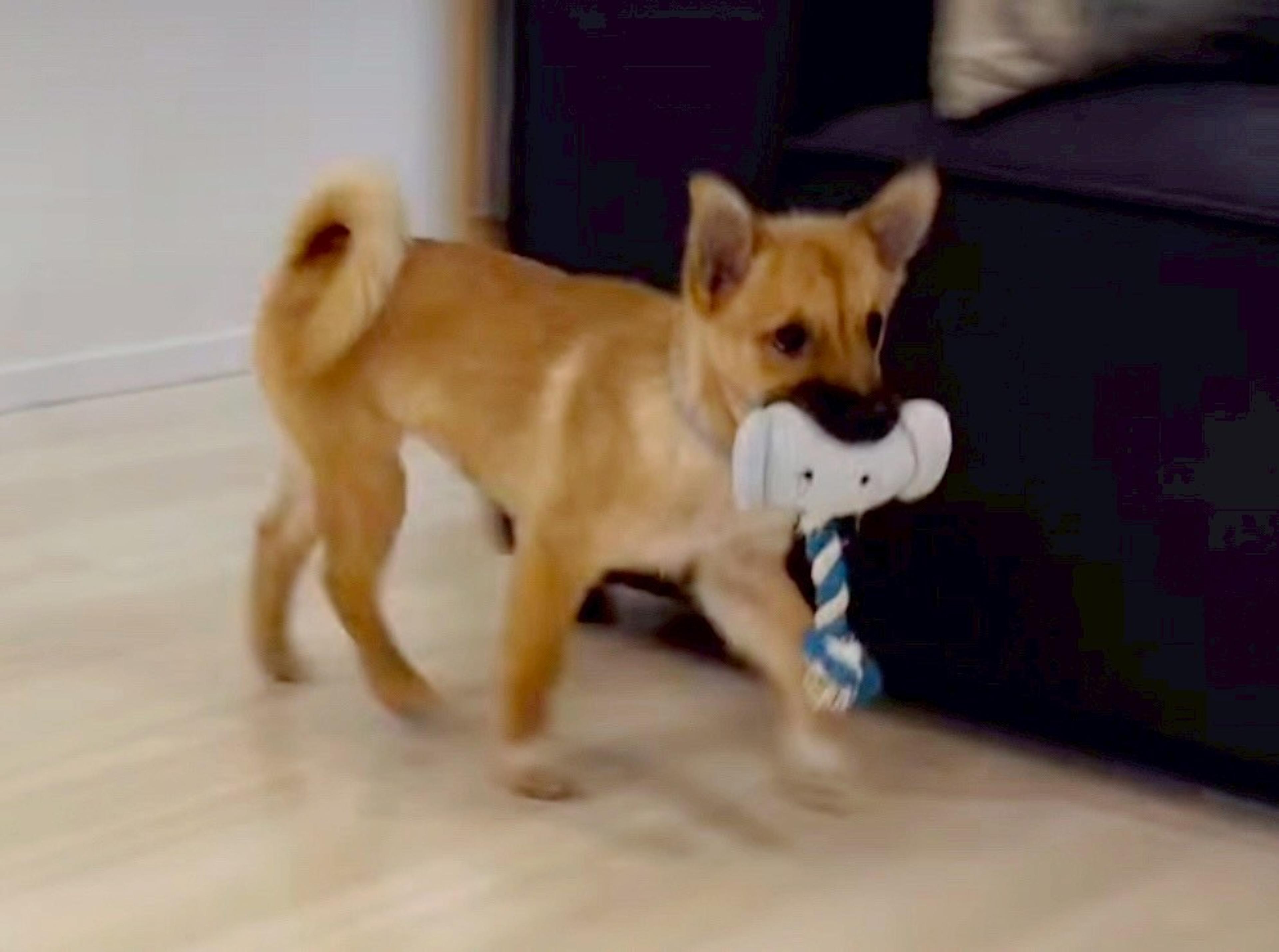 pet-image-4