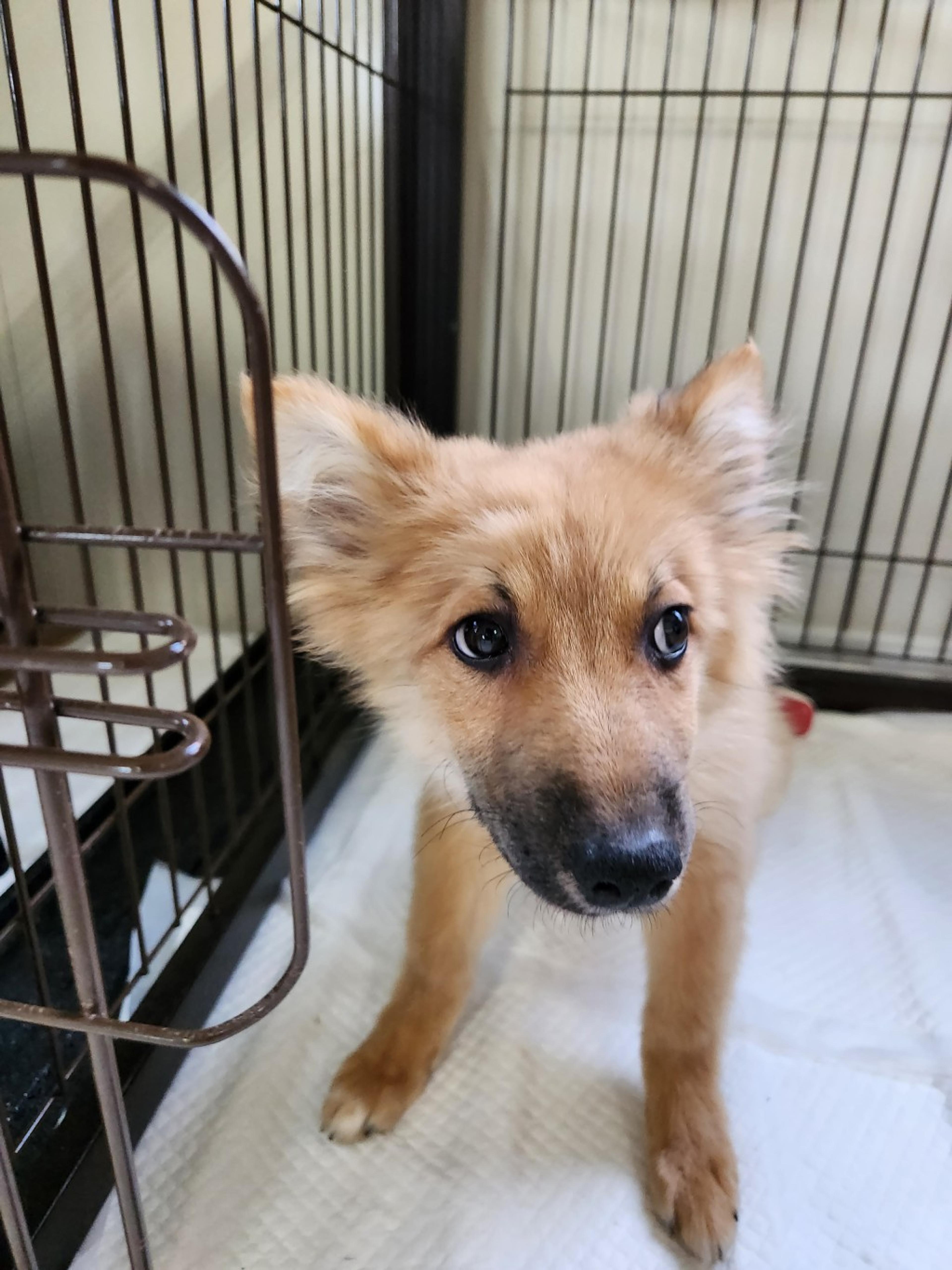 pet-image-3