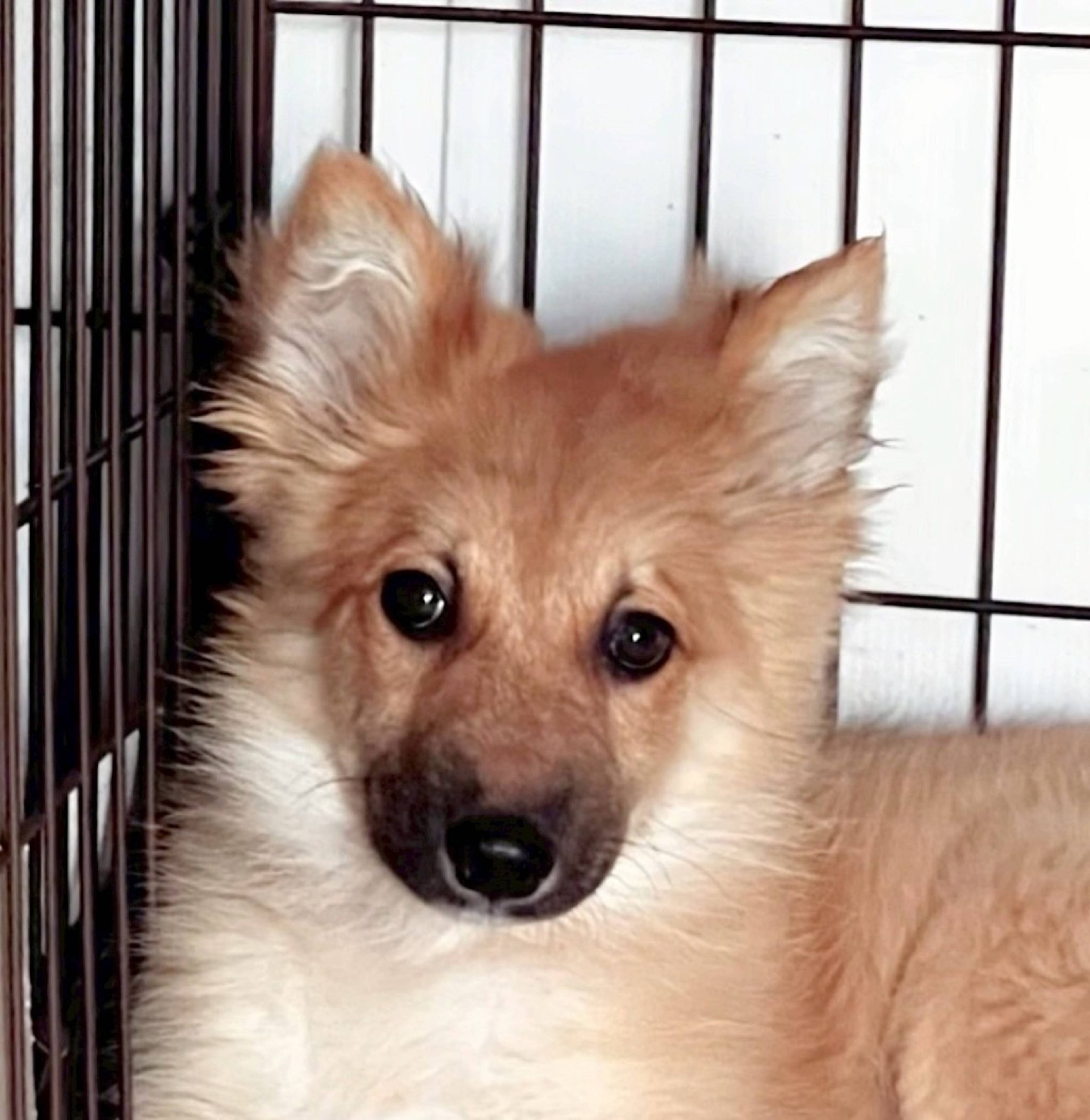柴犬・オスの里親募集の写真