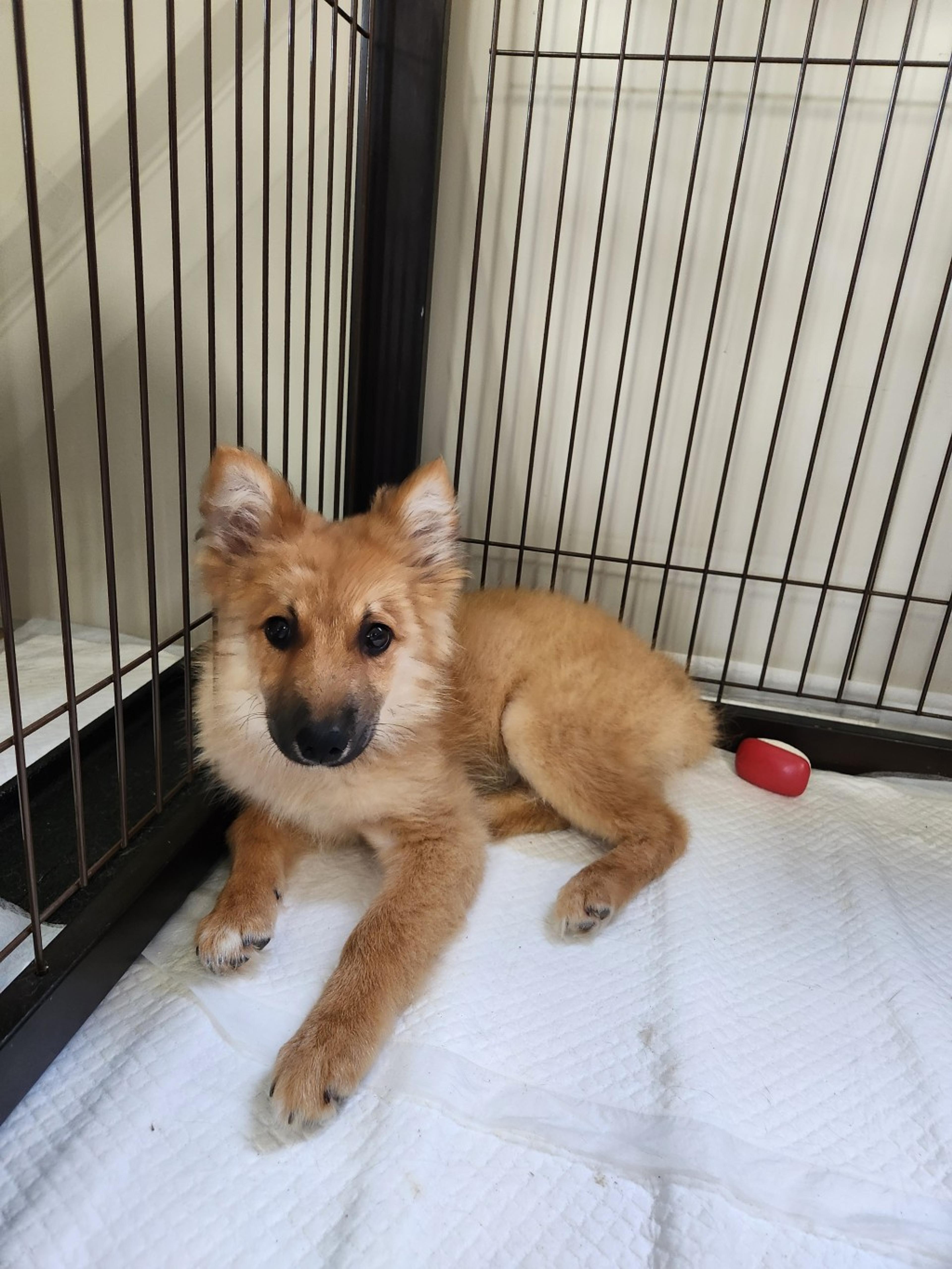 pet-image-2