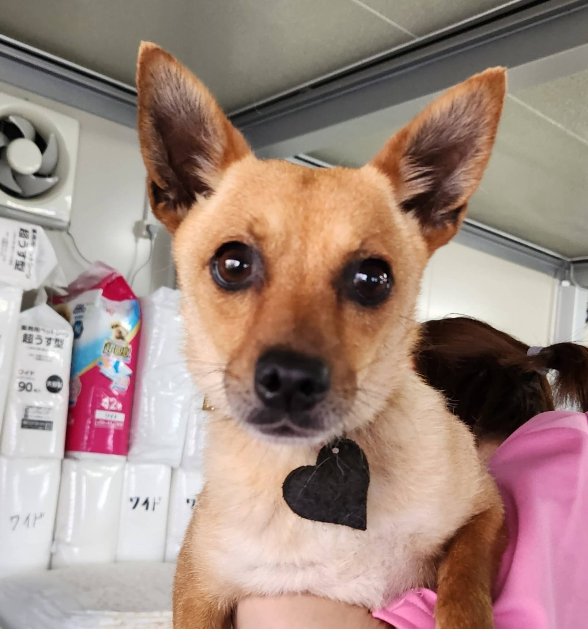 柴犬・メスの里親募集の写真