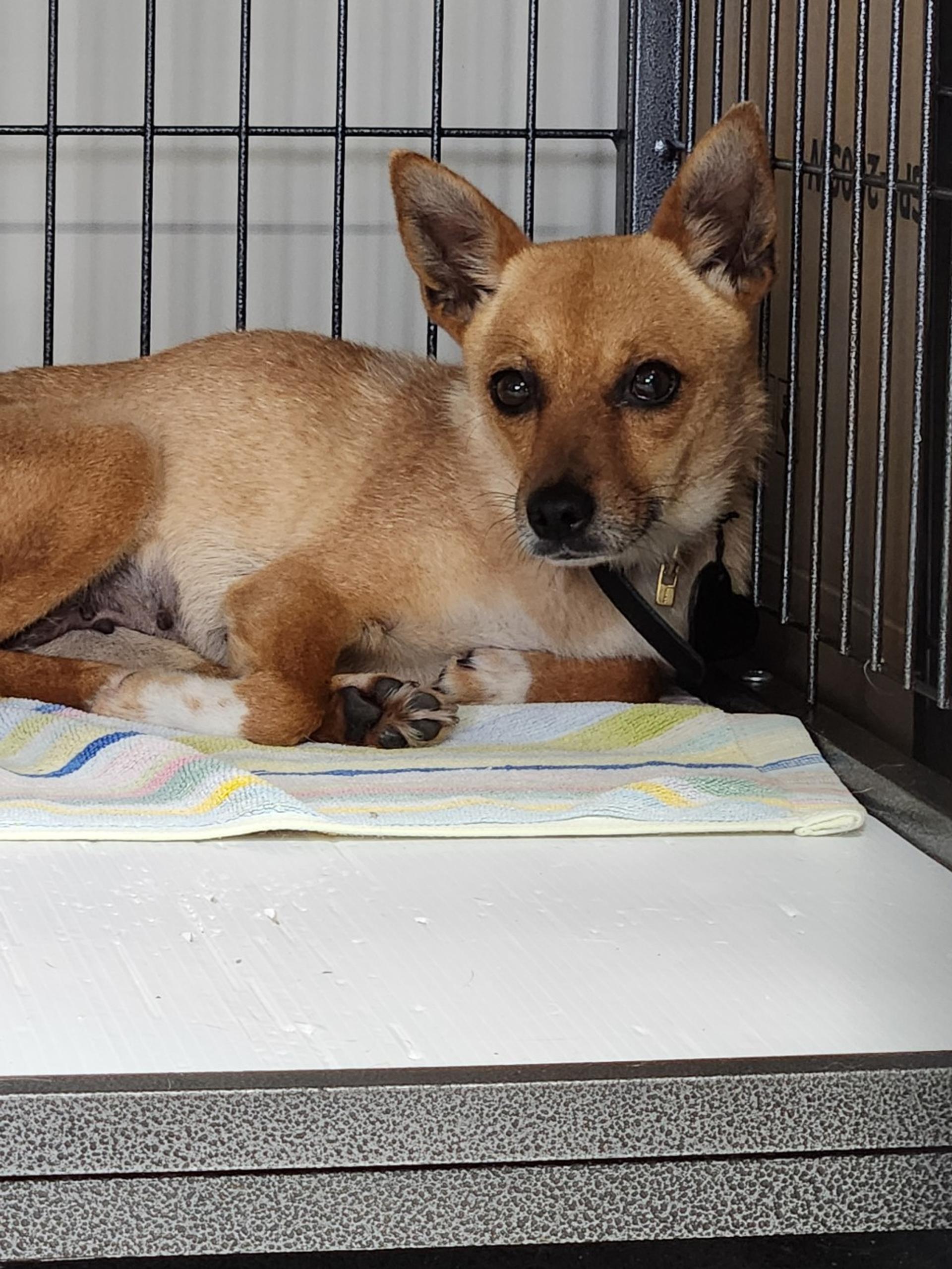 pet-image-2