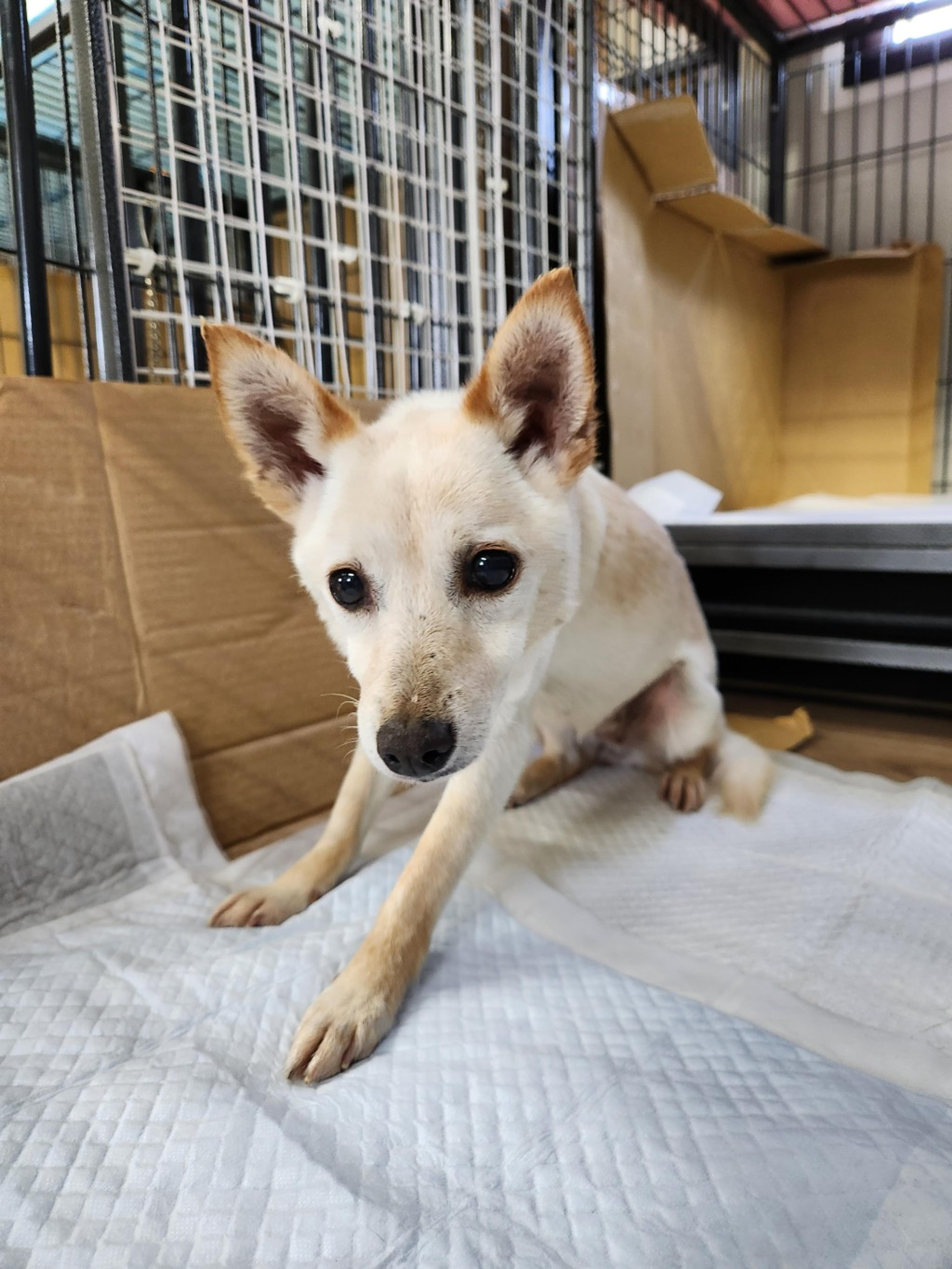 pet-image-2