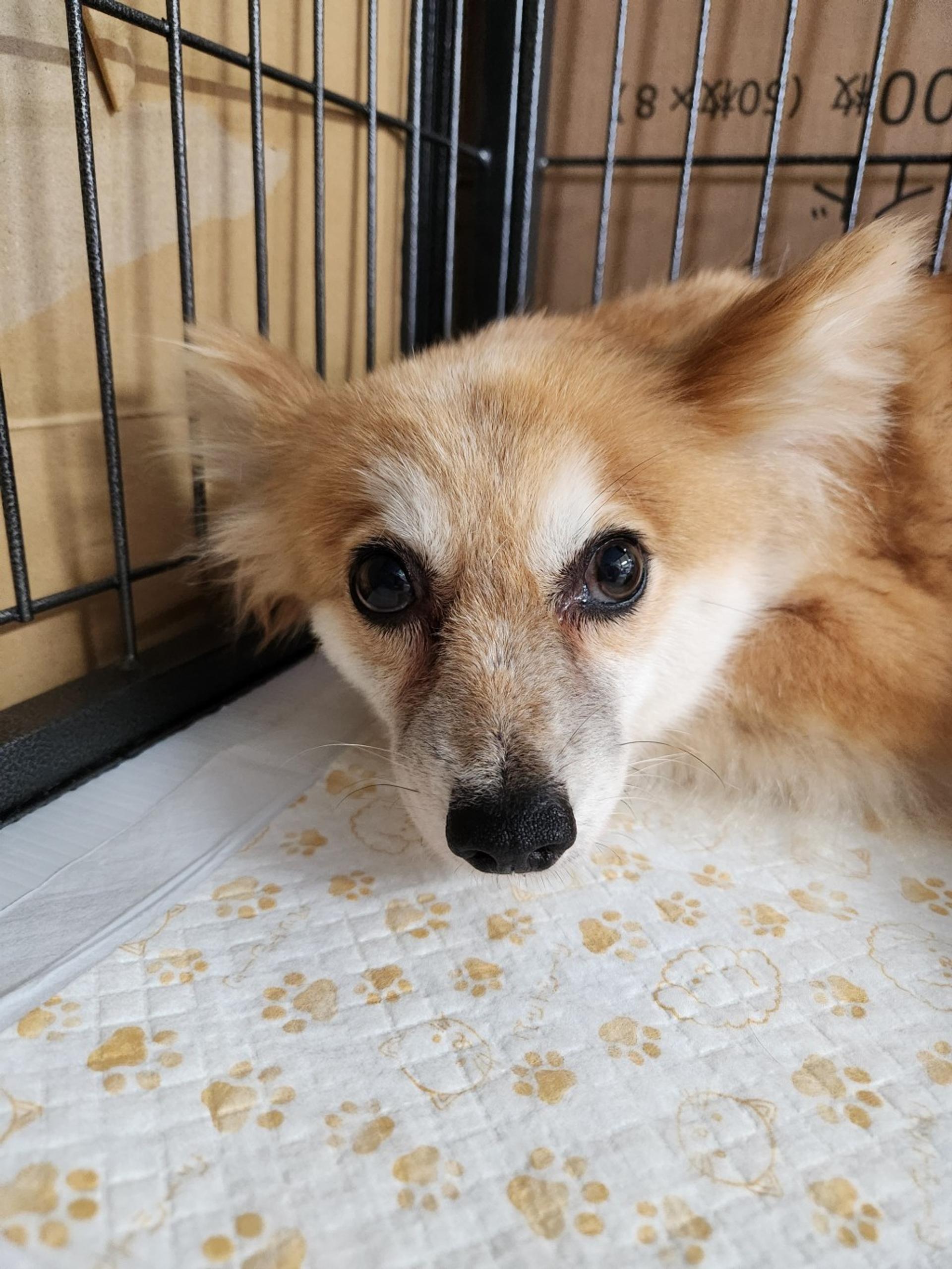 pet-image-3
