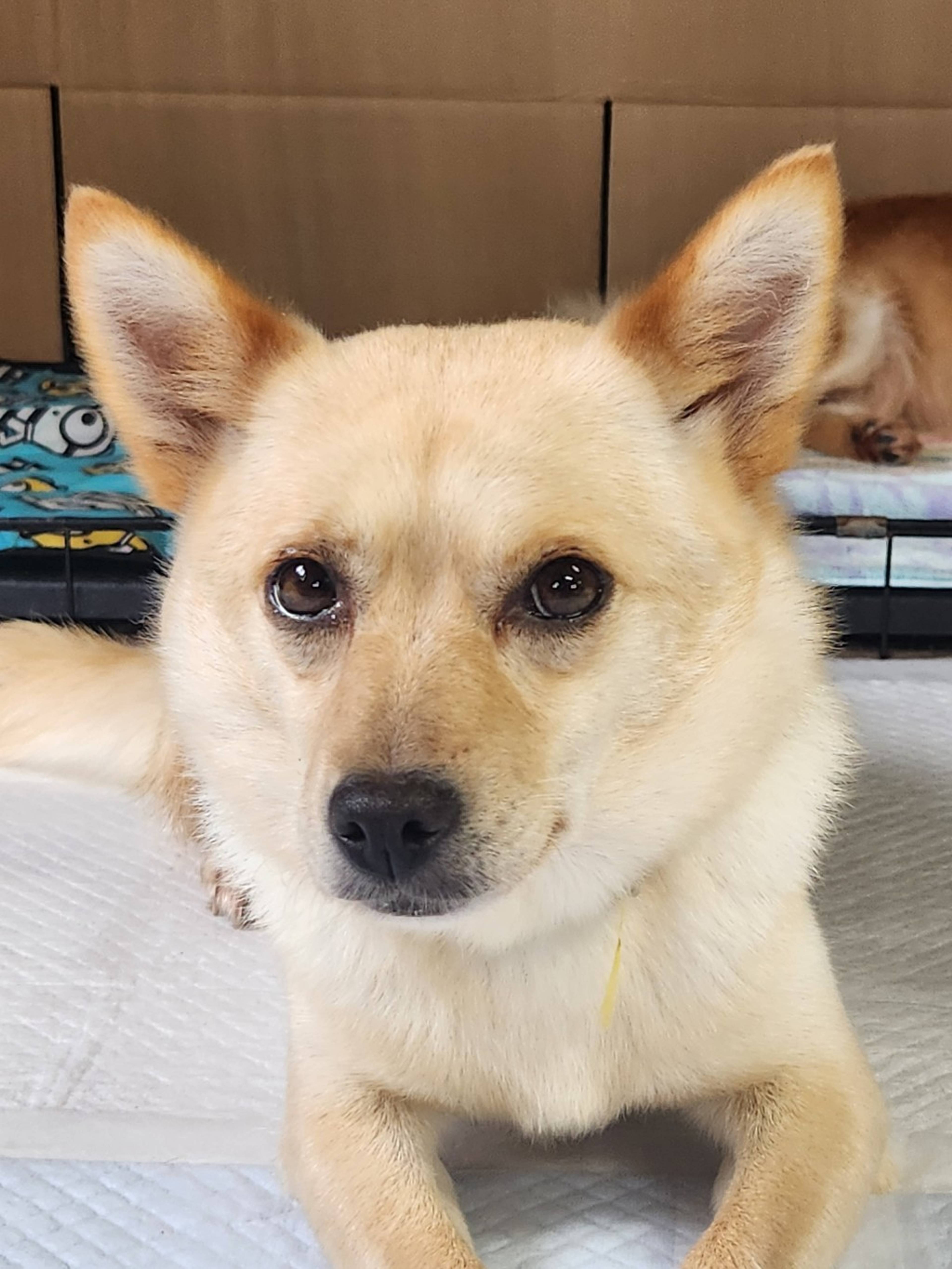 柴犬・メスの里親募集の写真