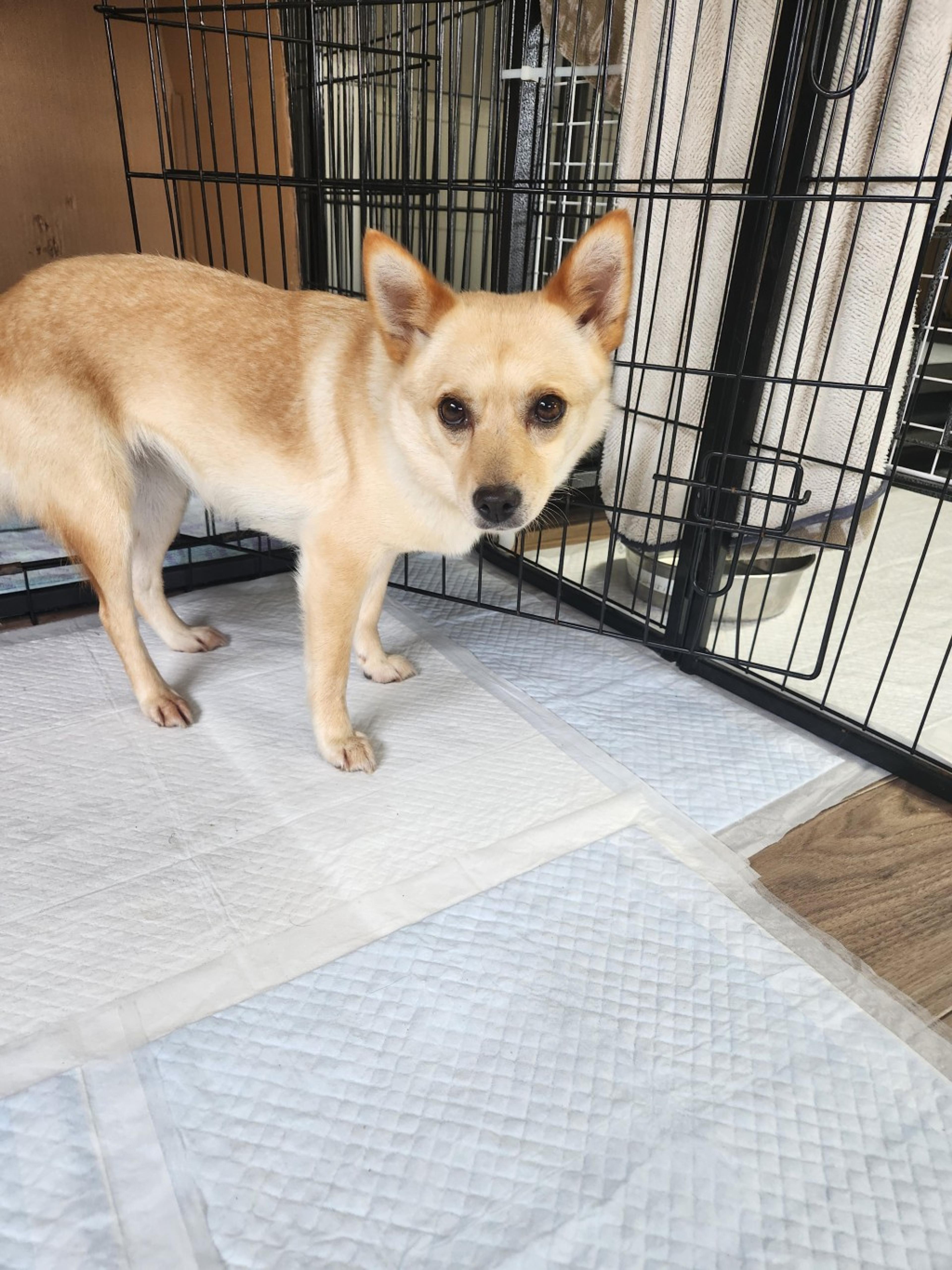 pet-image-2
