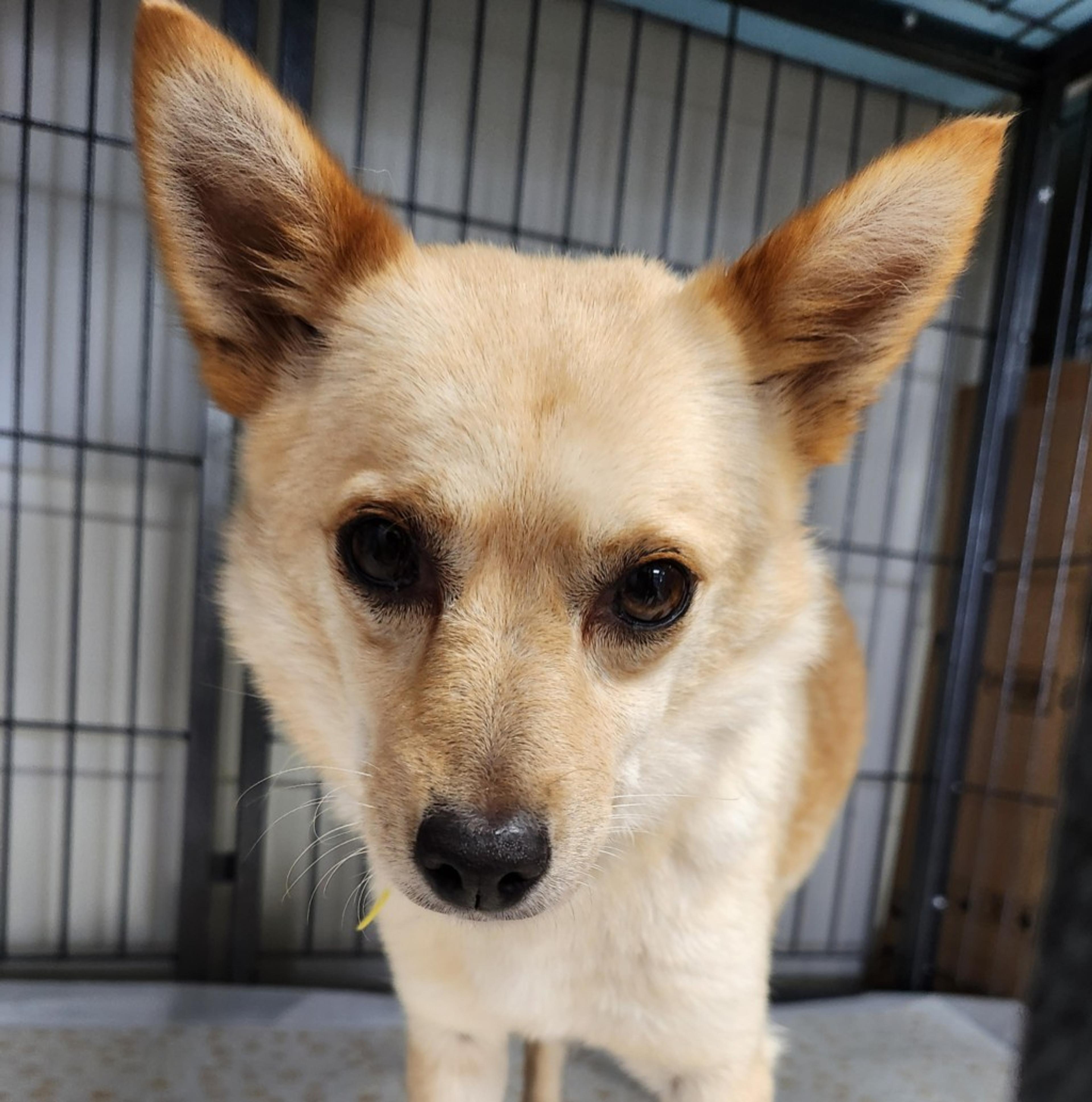 pet-image-3