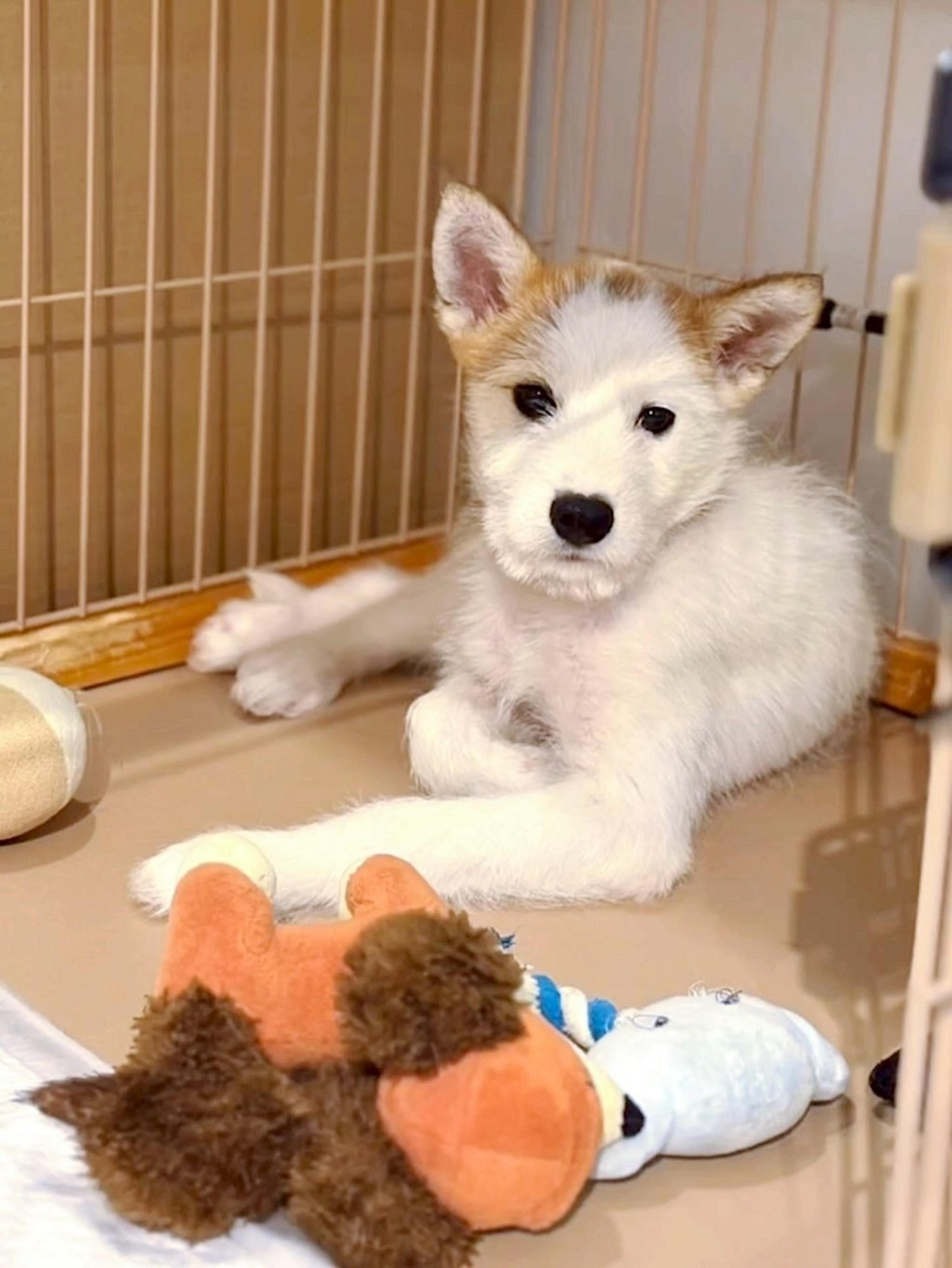 pet-image-4
