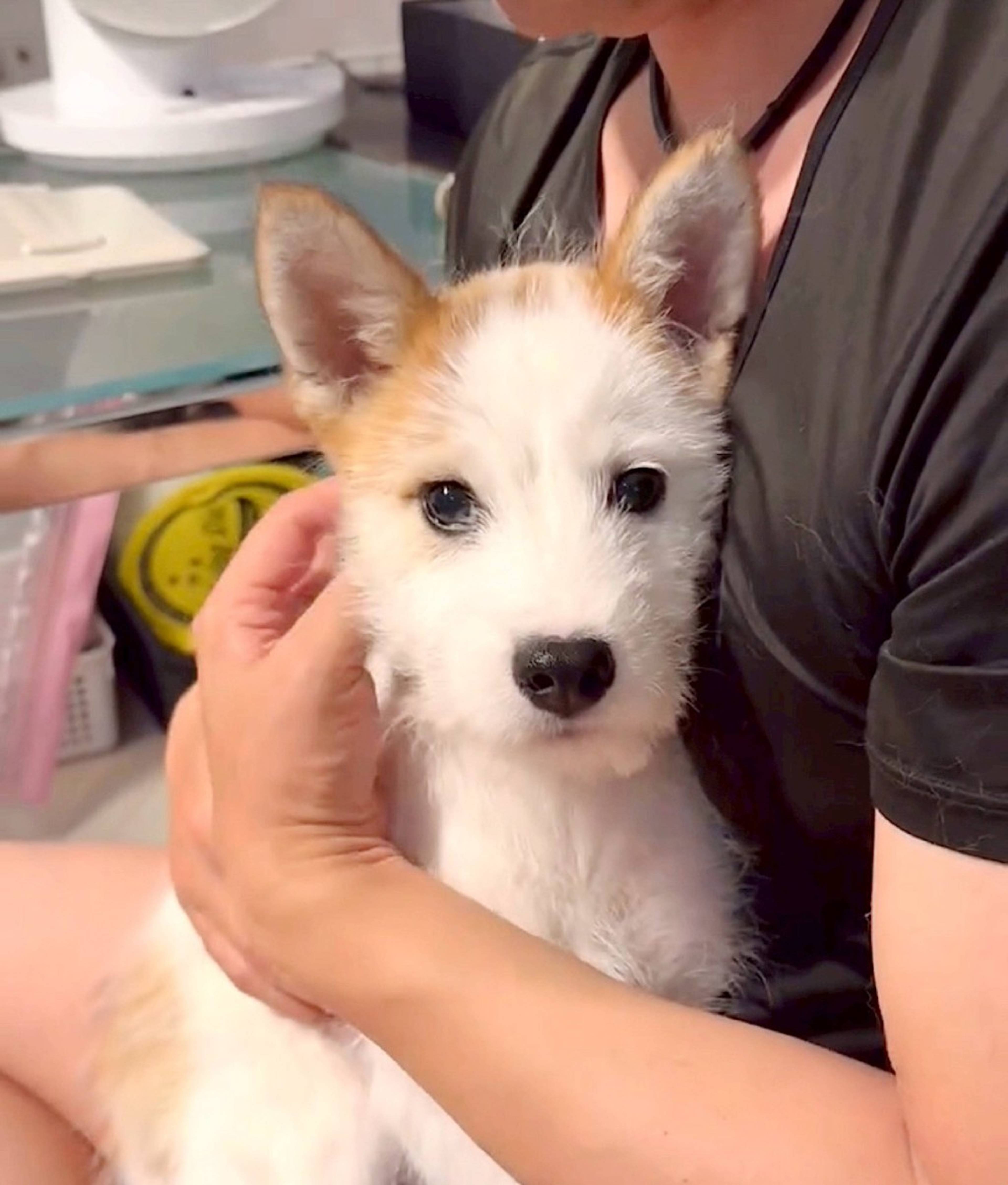 雑種（ミックス犬）・オスの里親募集の写真