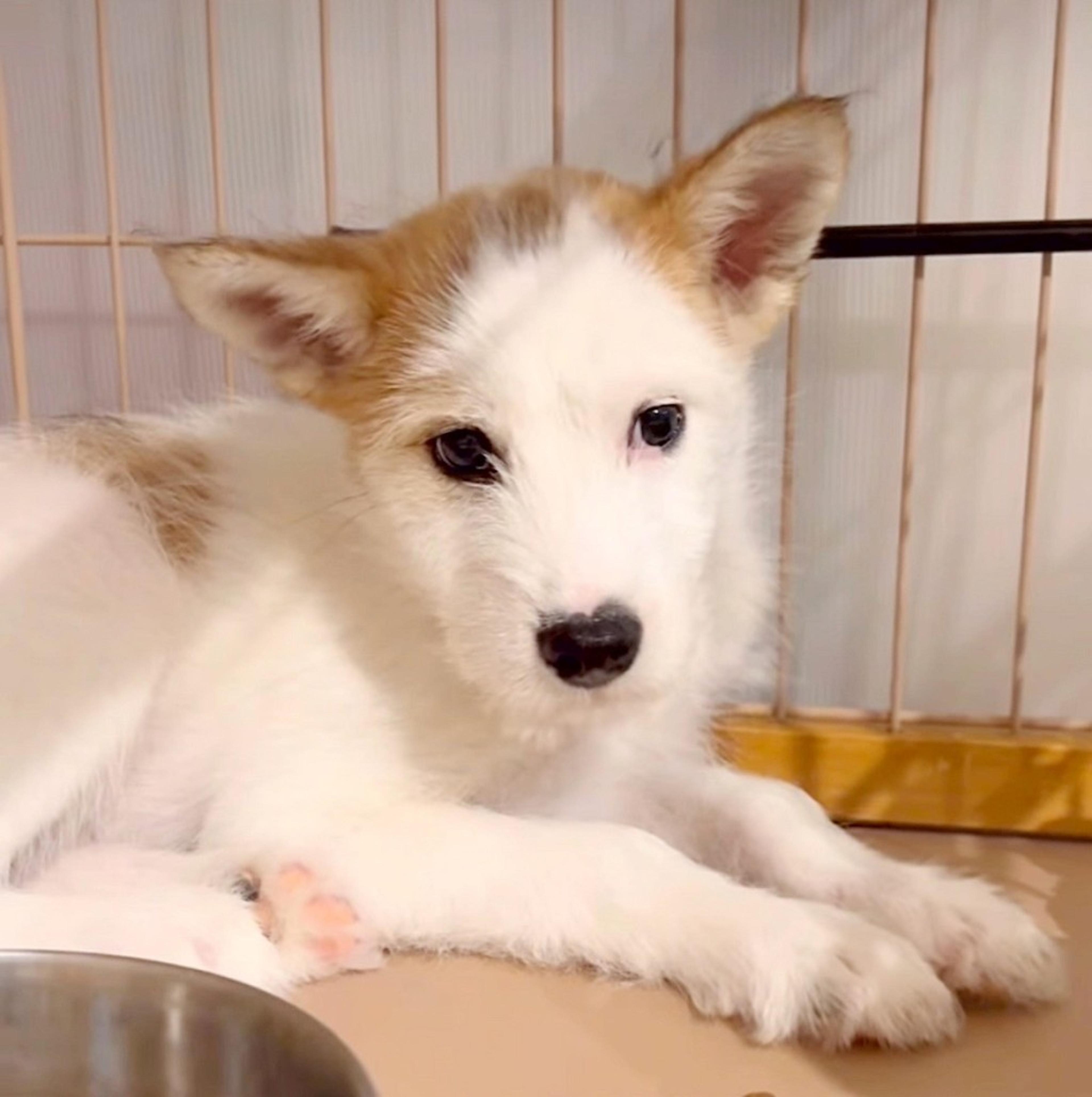 pet-image-3