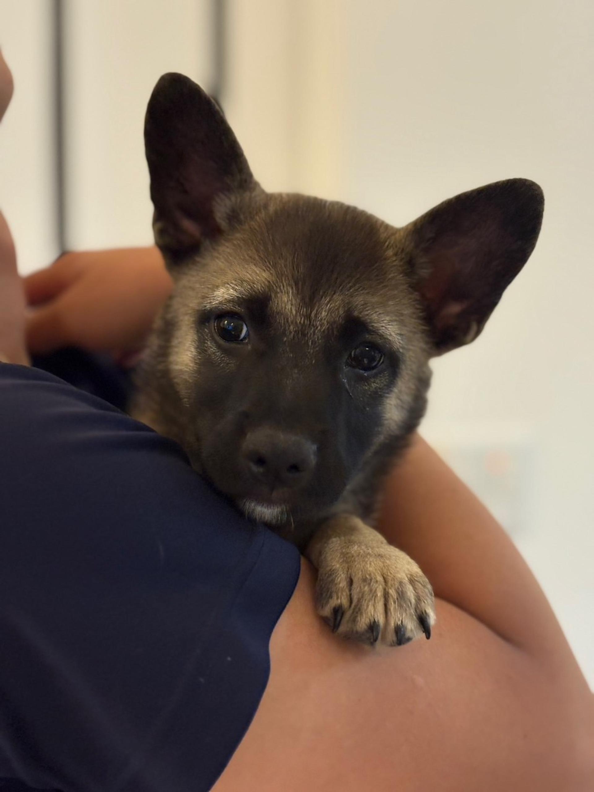 pet-image-3