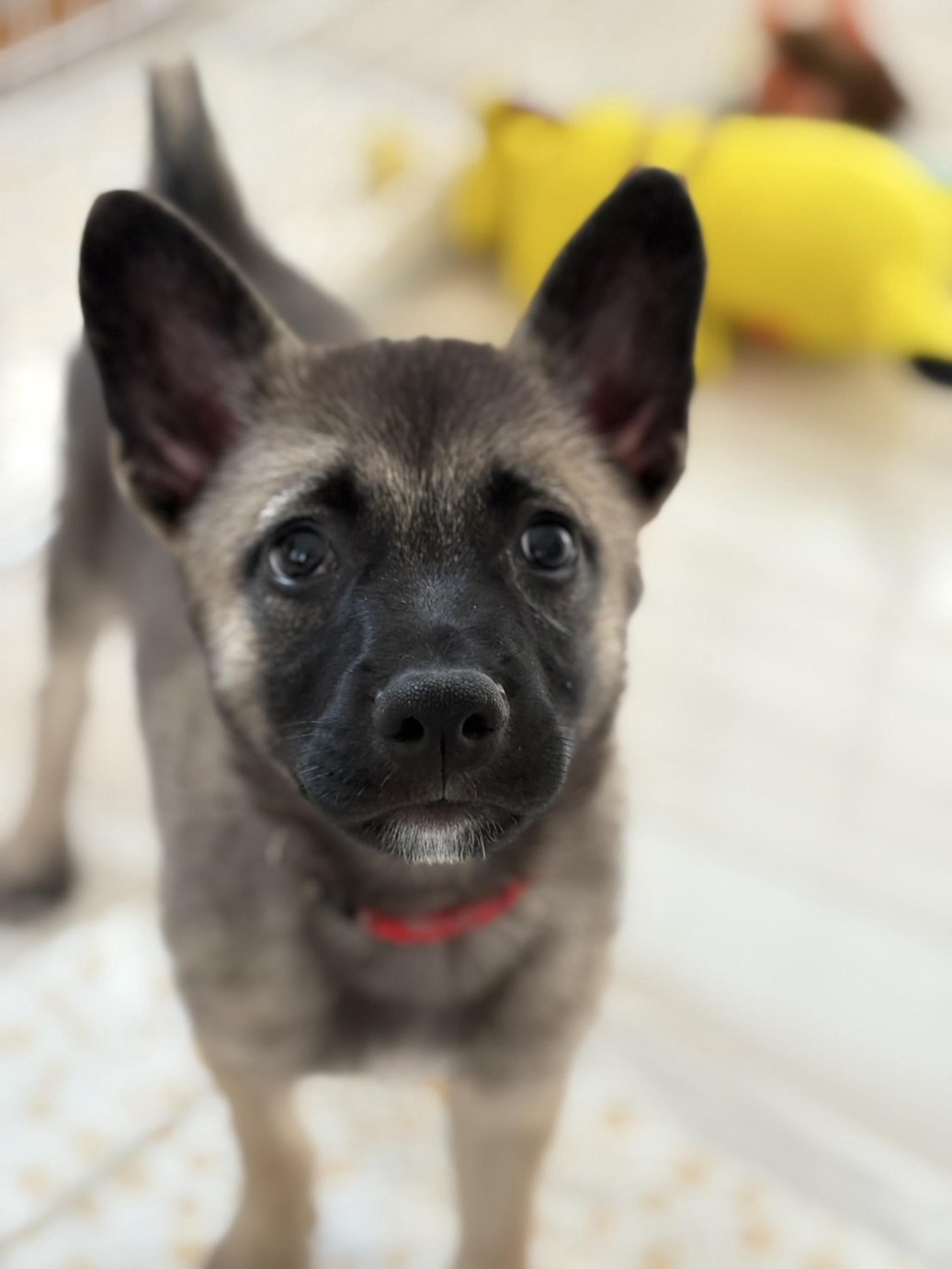 pet-image-4