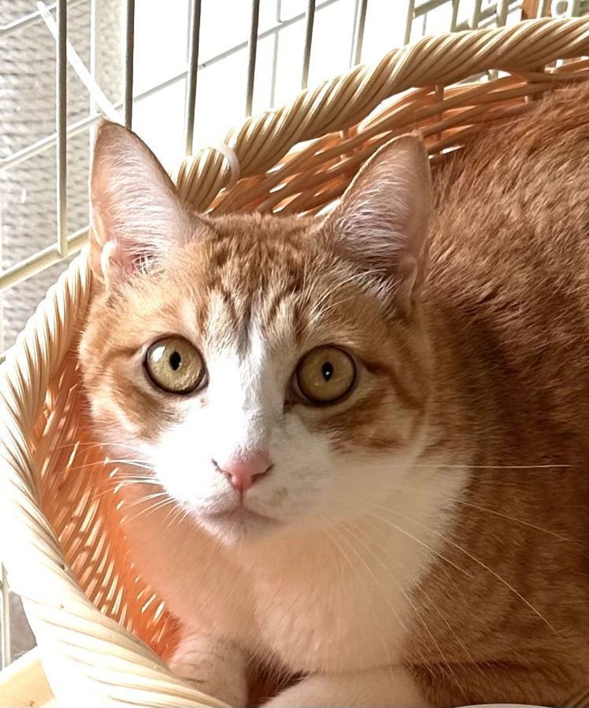 雑種（ミックス猫）・オスの里親募集の写真